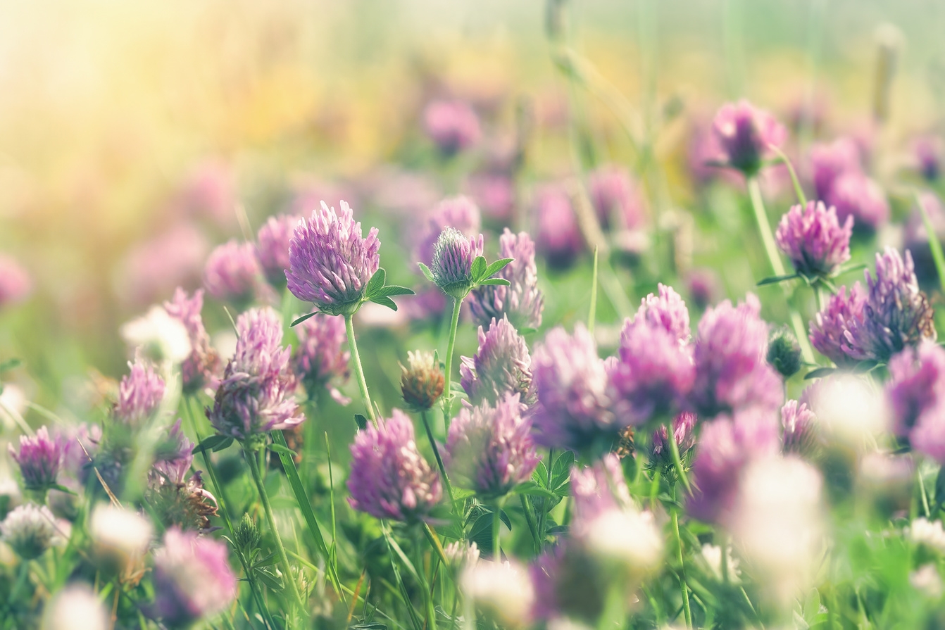 【2026 アーリースプリングスペシャル】春の気配を先取り。やさしい季節の沼津ステイ＜素泊まり＞