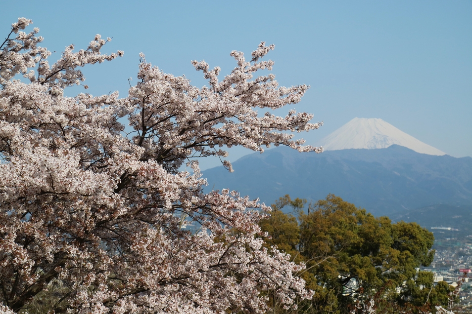 【2026 スプリングスペシャル】春の彩りに出会う、心ほどける沼津ステイ＜素泊まり＞
