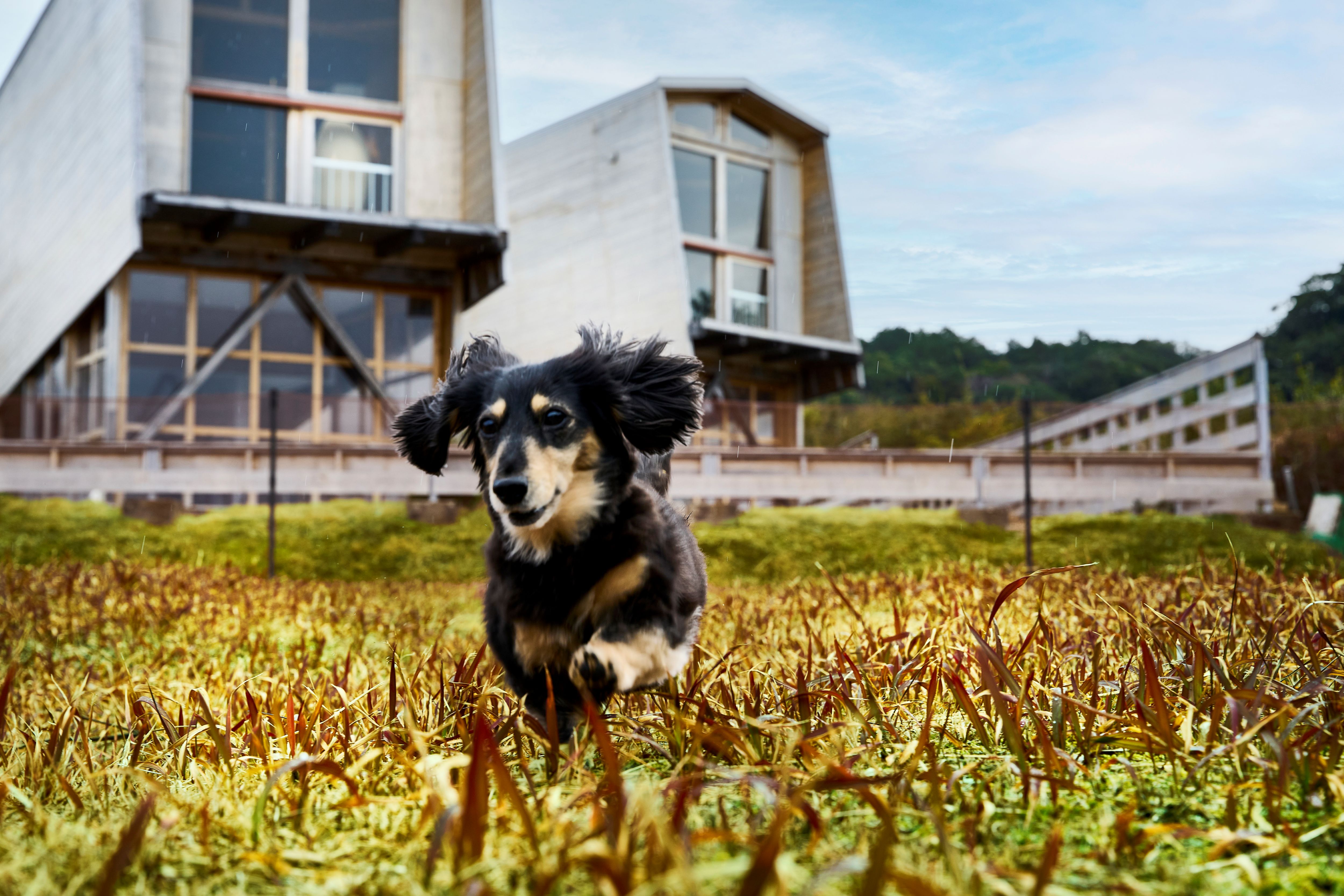 専用ドッグラン