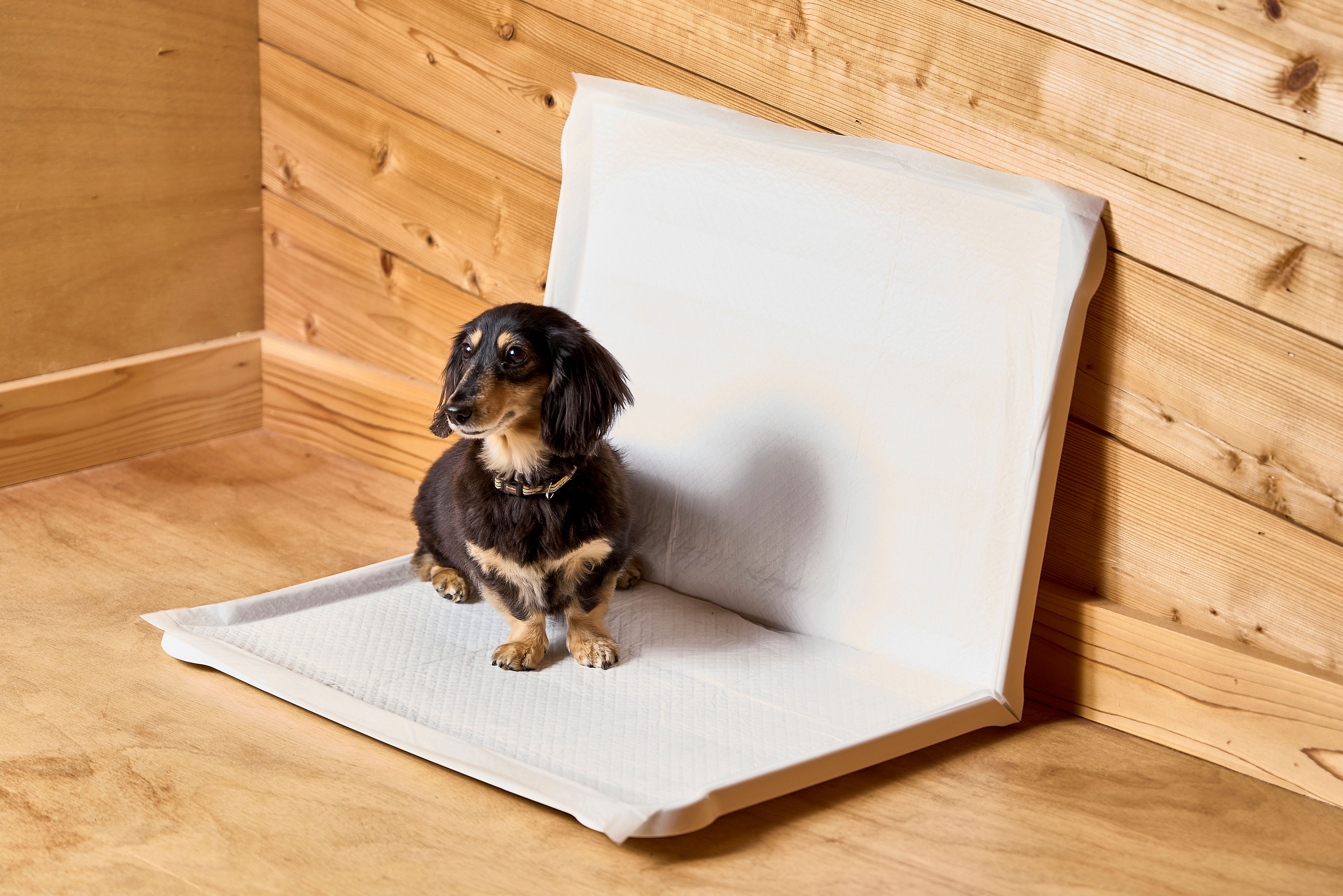 わんちゃん用トイレ