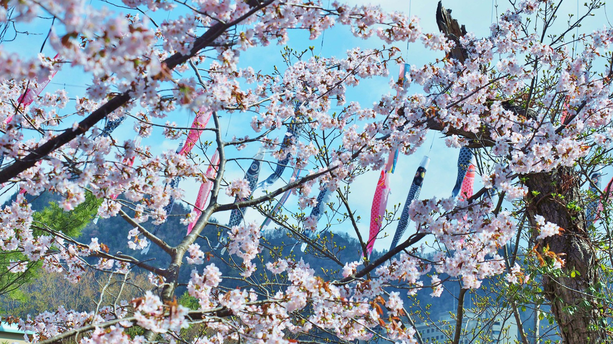 定山渓の桜