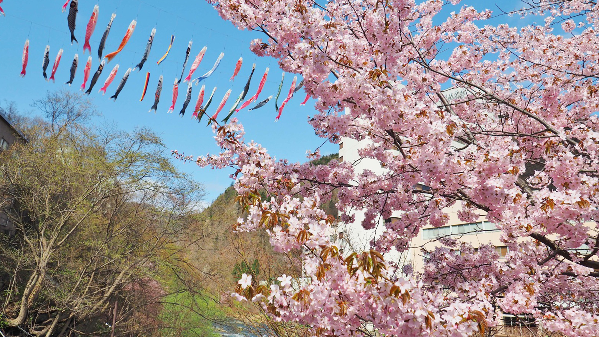 定山渓の桜