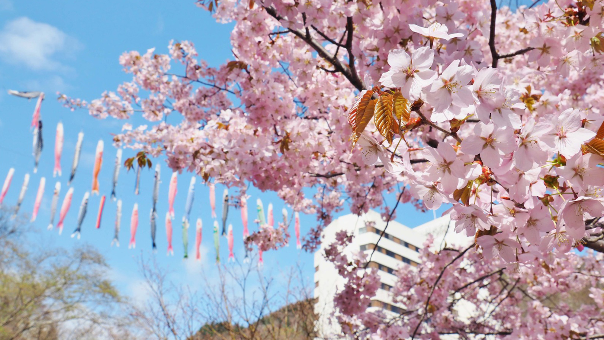 定山渓の桜