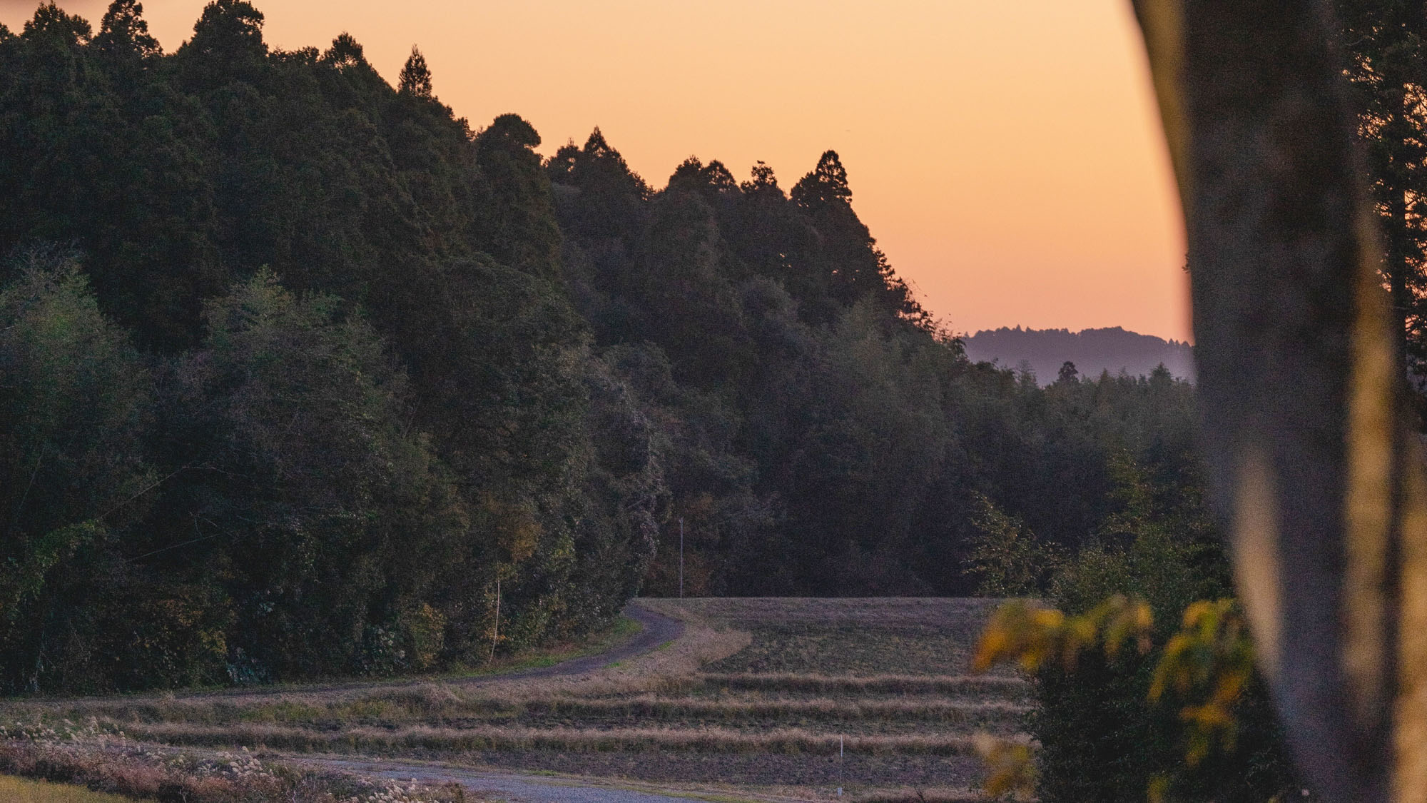 ・【眺望】夕日に染まる水辺の豊かな自然