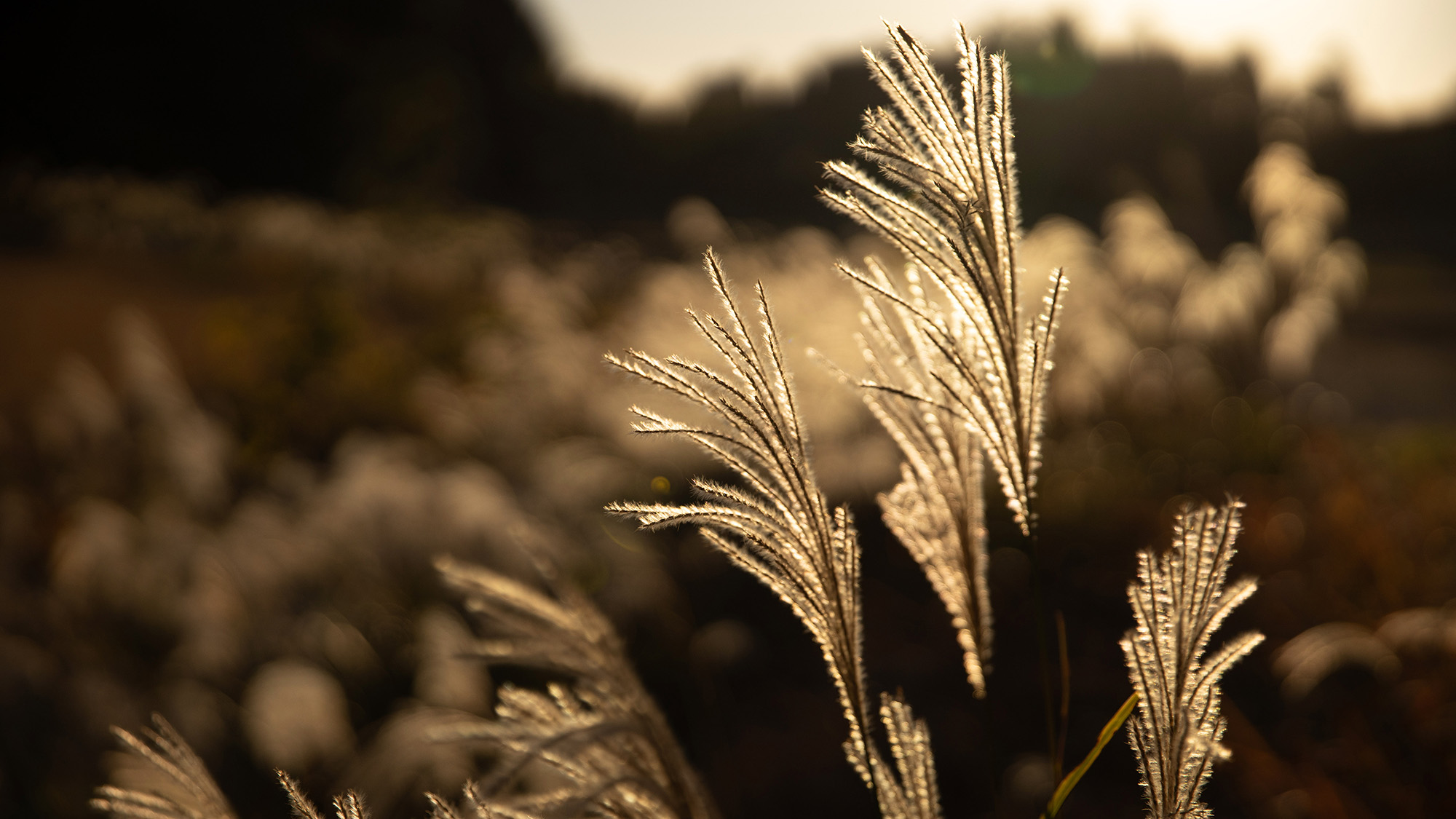 ・【自然：秋】黄金色に輝くススキ