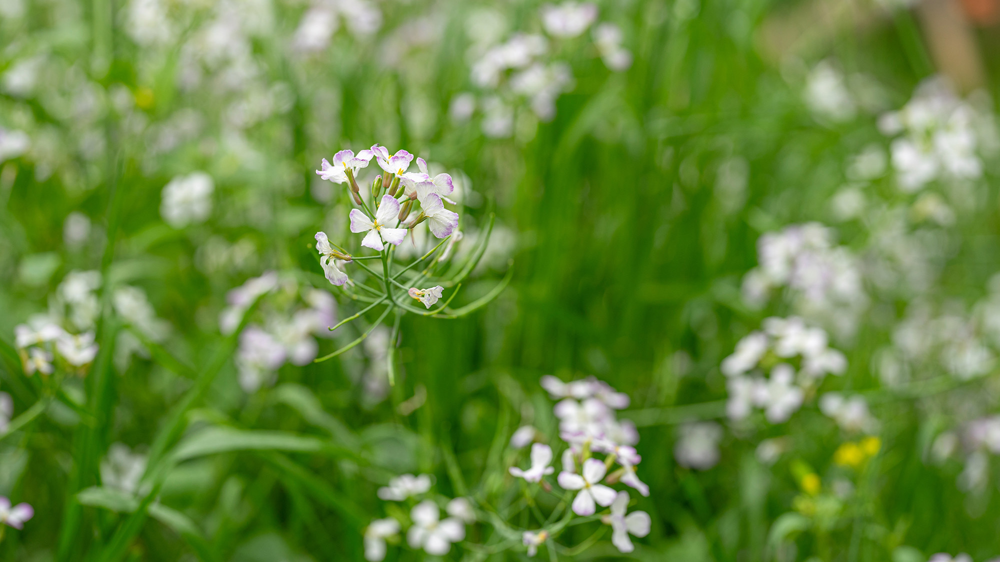・【自然：春】色とりどりの花が咲き乱れます