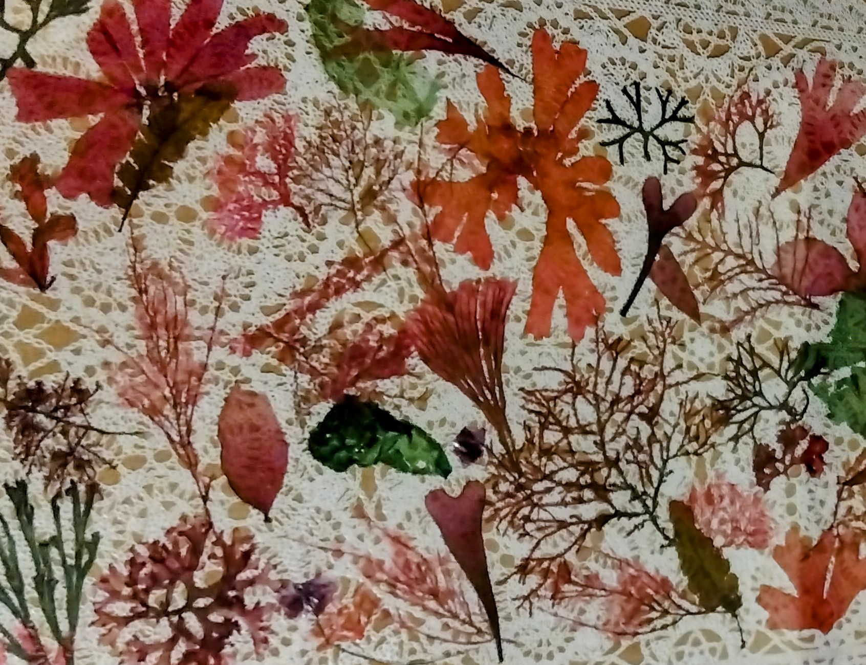 伊豆ので収集した海藻の押し花も展示。