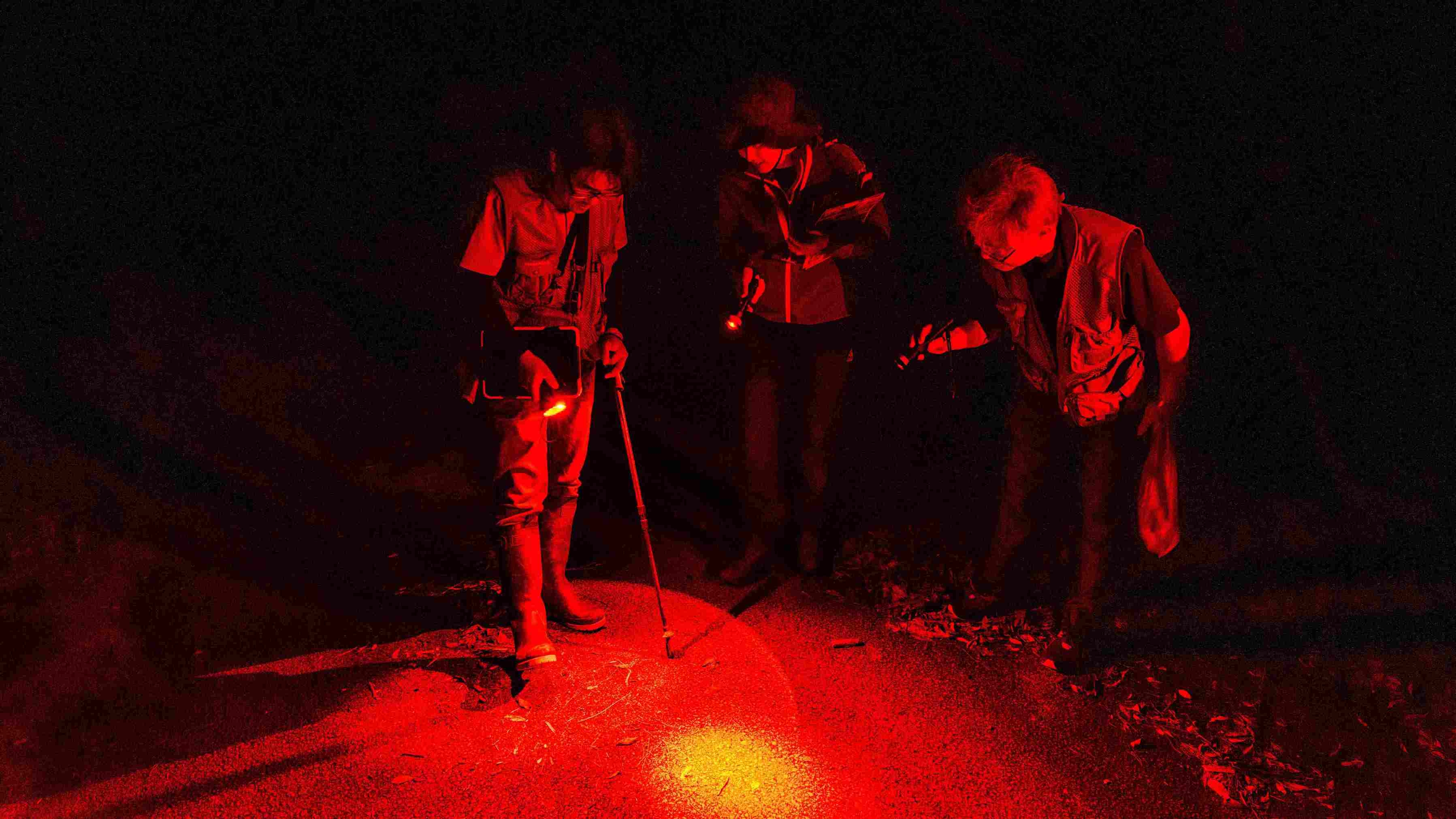 【1組貸切】生物多様性豊かな森「AKISAMIYO」保全体験型ナイトツアー付きステイ（素泊まり）