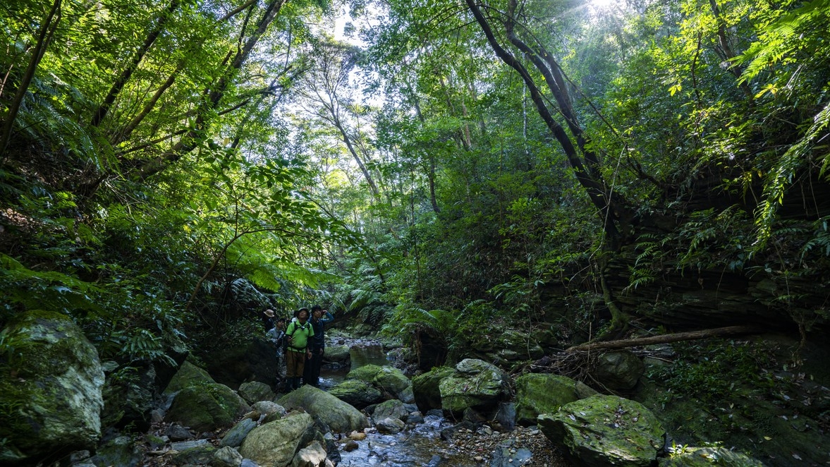 【１組限定】亜熱帯のやんばるの森を見て触れる「森トレッキングツアー」付き宿泊プラン（素泊まり）