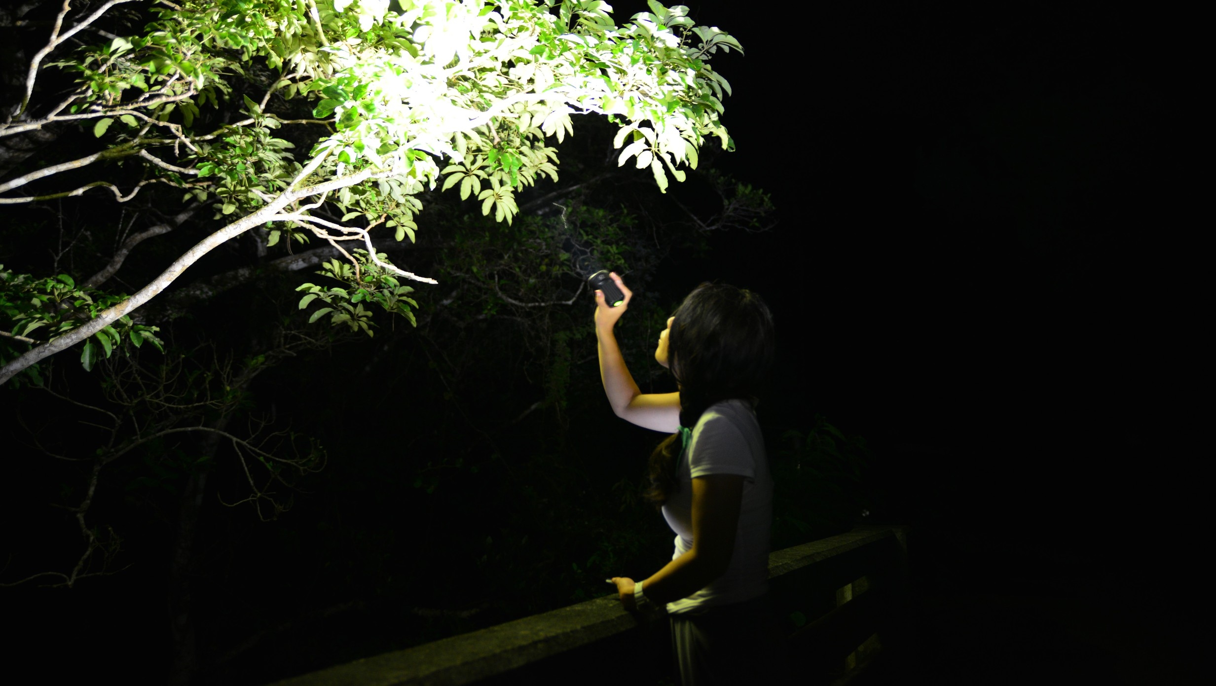 【1組貸切】やんばるナイトネイチャーウォッチ　希少生物と出会う特別な森の体験（素泊まり）