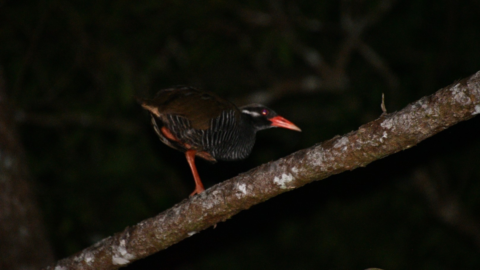 【1組貸切】やんばるナイトネイチャーウォッチ　希少生物と出会う特別な森の体験（素泊まり）