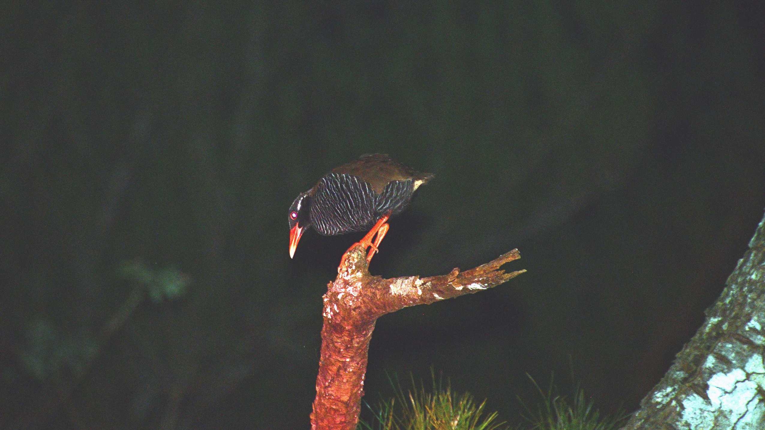 【1組貸切】生物多様性豊かな森「AKISAMIYO」保全体験型ナイトツアー付きステイ（素泊まり）