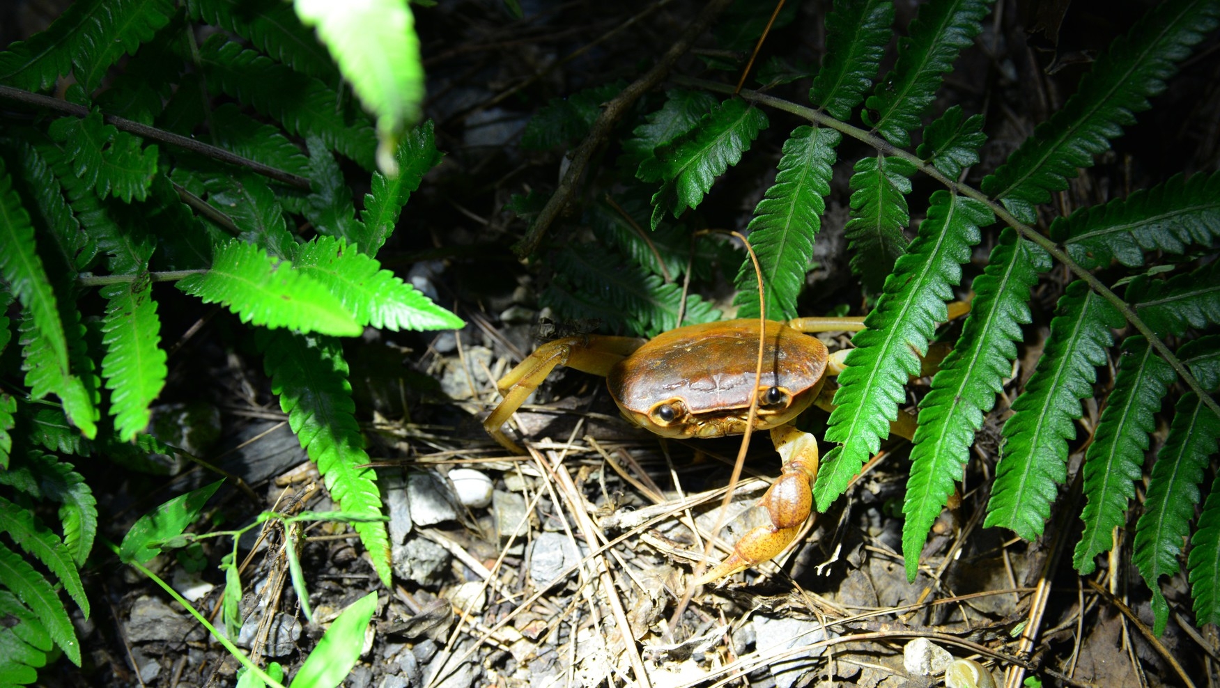 【1組貸切】やんばるナイトネイチャーウォッチ　希少生物と出会う特別な森の体験（素泊まり）