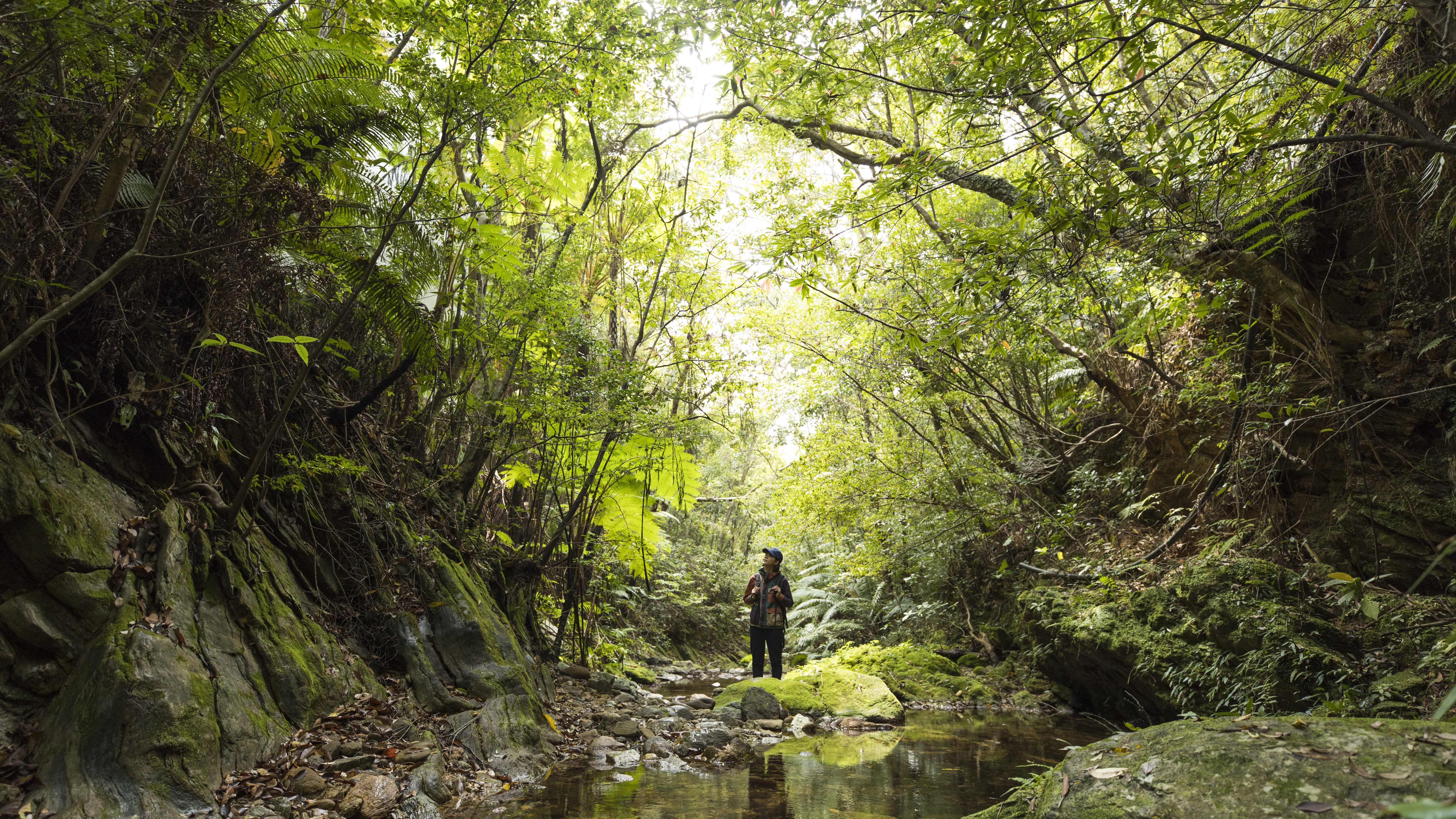 【東村の観光スポット】世界自然遺産の森の懐の景色！