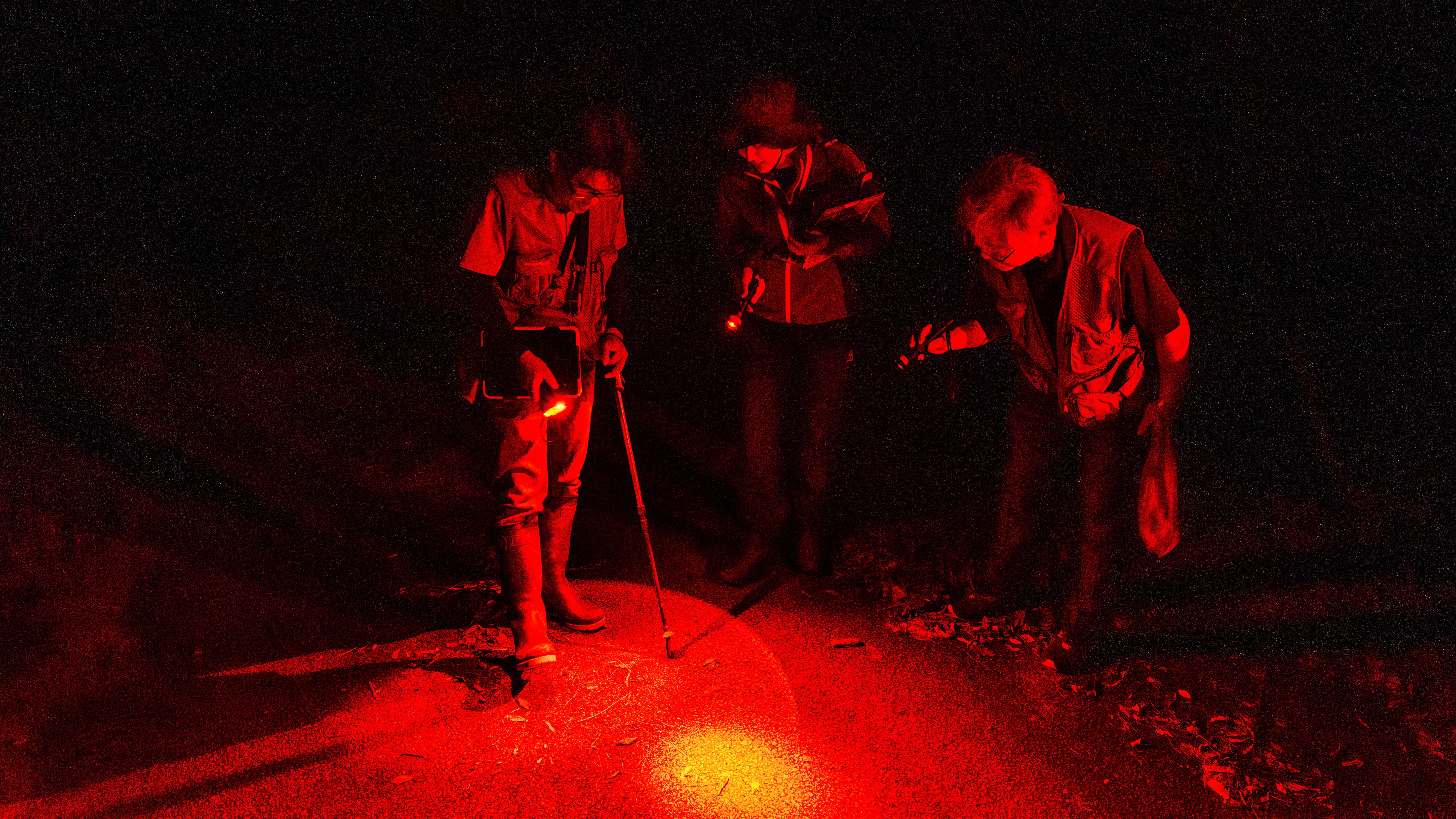 【世界自然遺エリアでの自然体験】世界自然遺産の森を守る住民のパトロール活動に参加する新しい観光ツアー