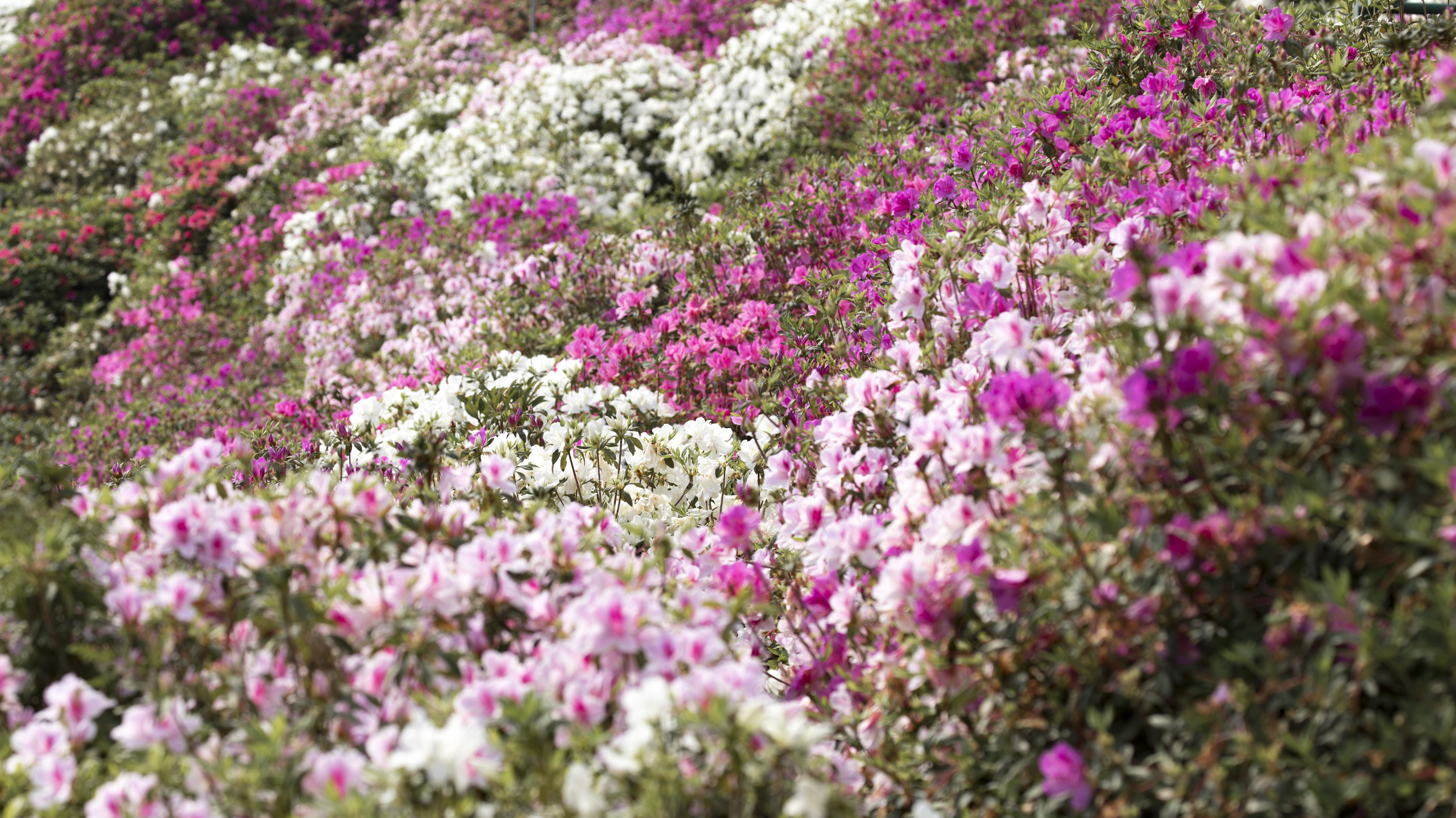 【東村の観光スポット】毎年3月開催！つつじ祭り