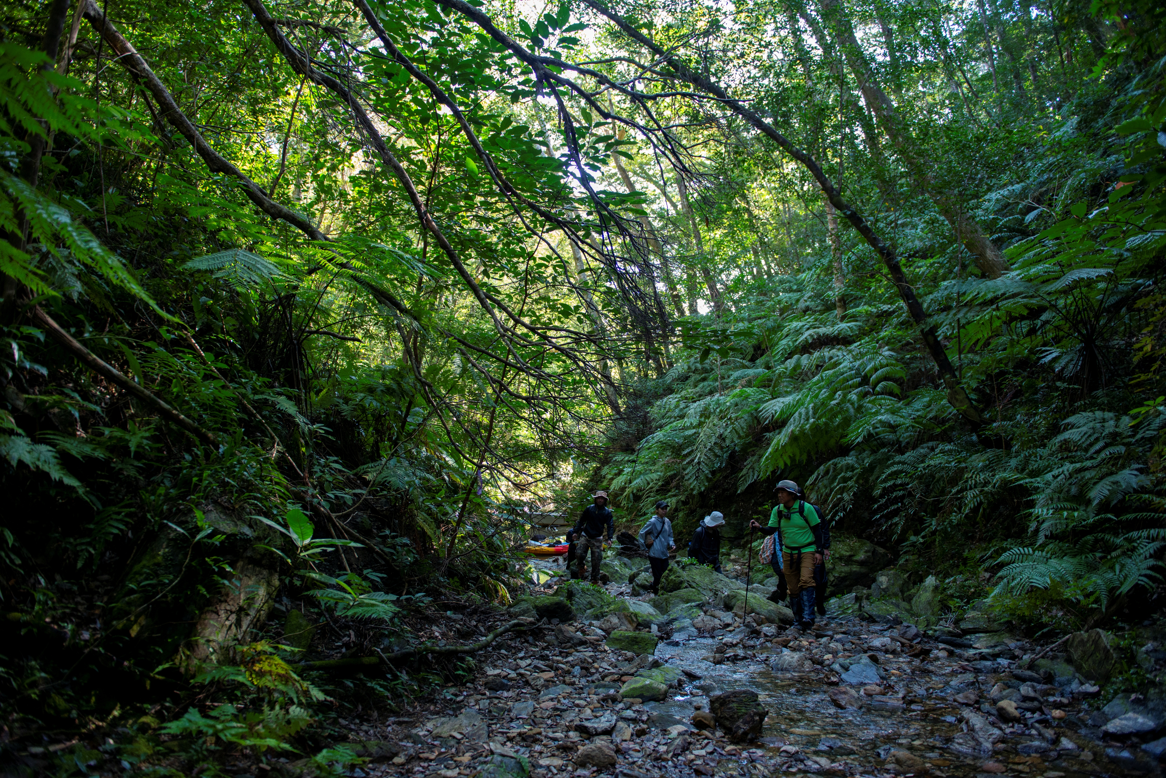 【世界自然遺産エリアでの自然体験】世界自然遺産の森の奥でのトレッキング