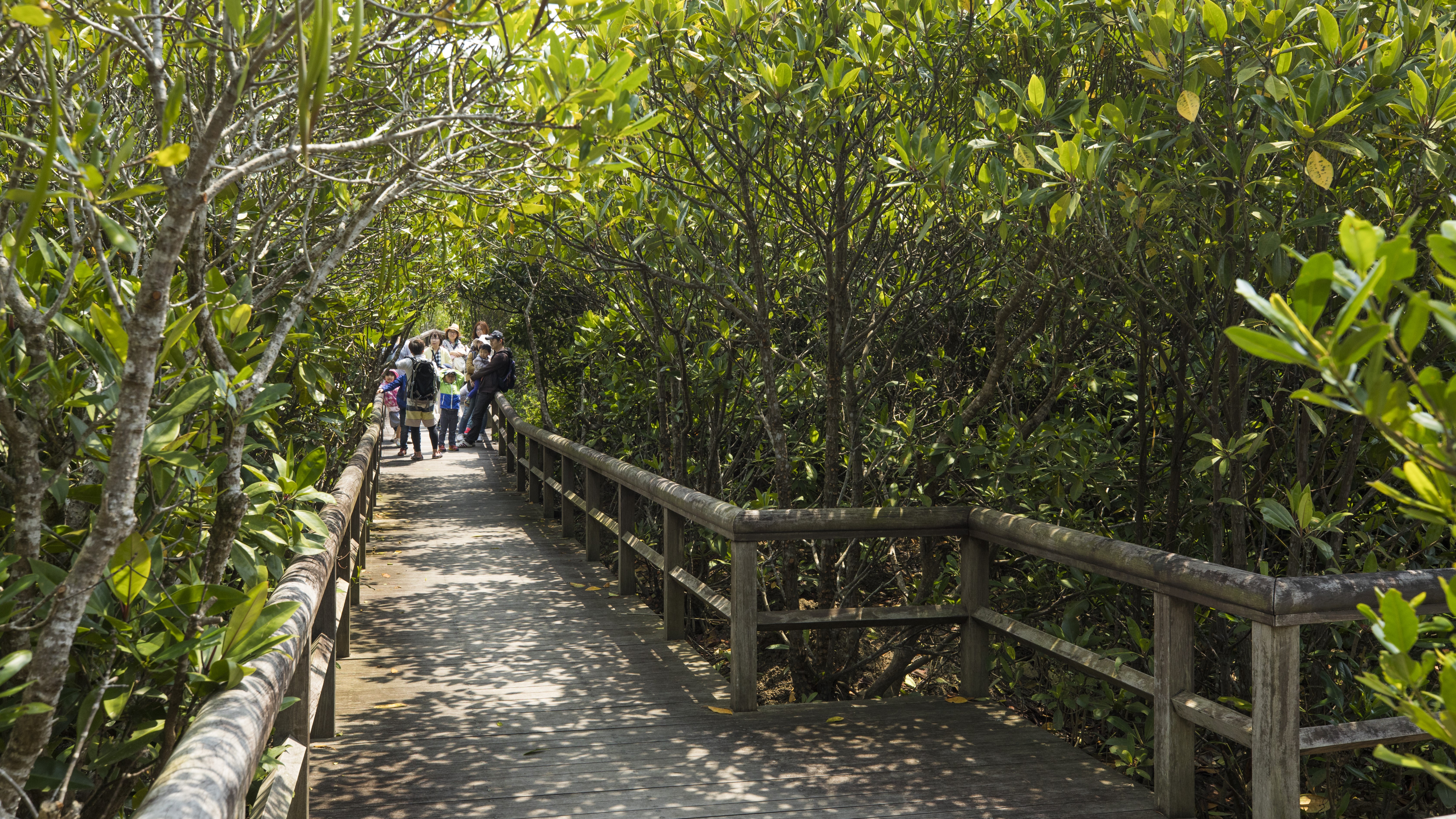【亜熱帯エリアでの自然体験】沖縄本島最大級のマングローブをガイドと共に散策するツアー