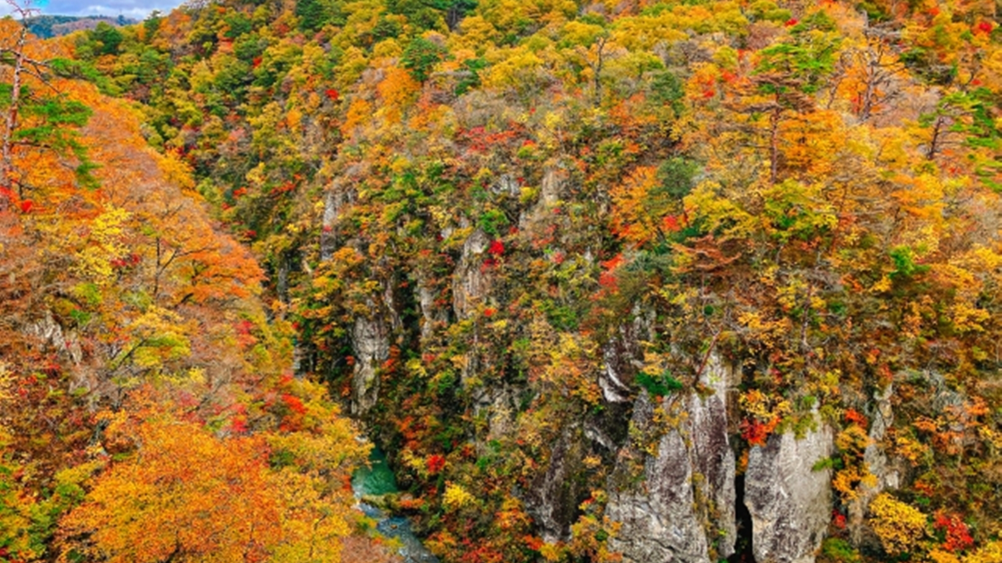 *鳴子峡/鳴子の紅葉は10月～11月が見頃を迎えます