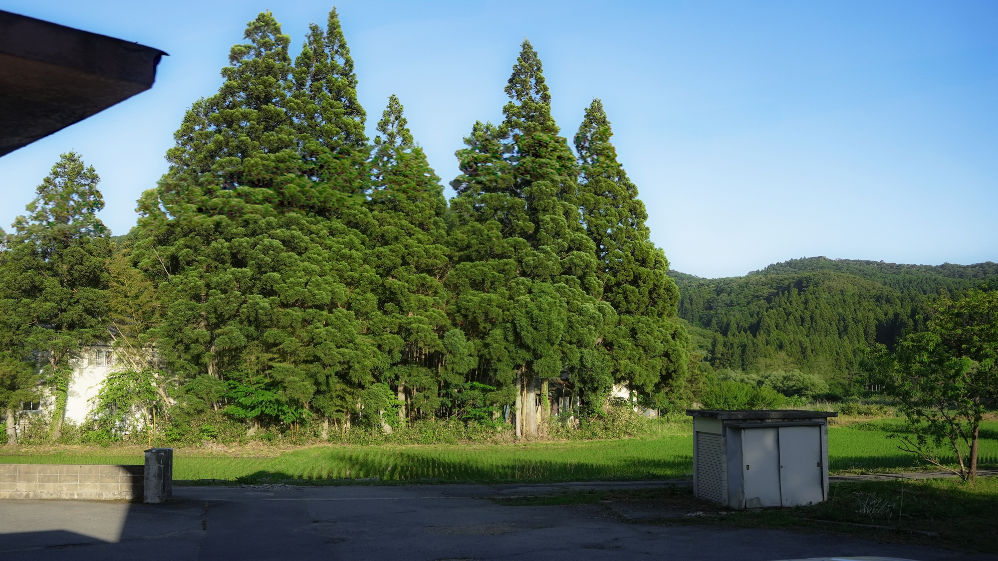 風景 / 廊下(家族風呂方面)から見える外の景色。木々と田んぼに囲まれた風情ある眺めに癒されてみては