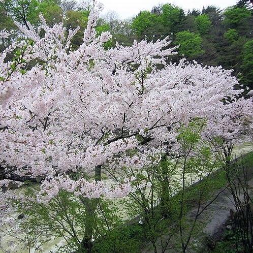 瀬美温泉の桜並木。