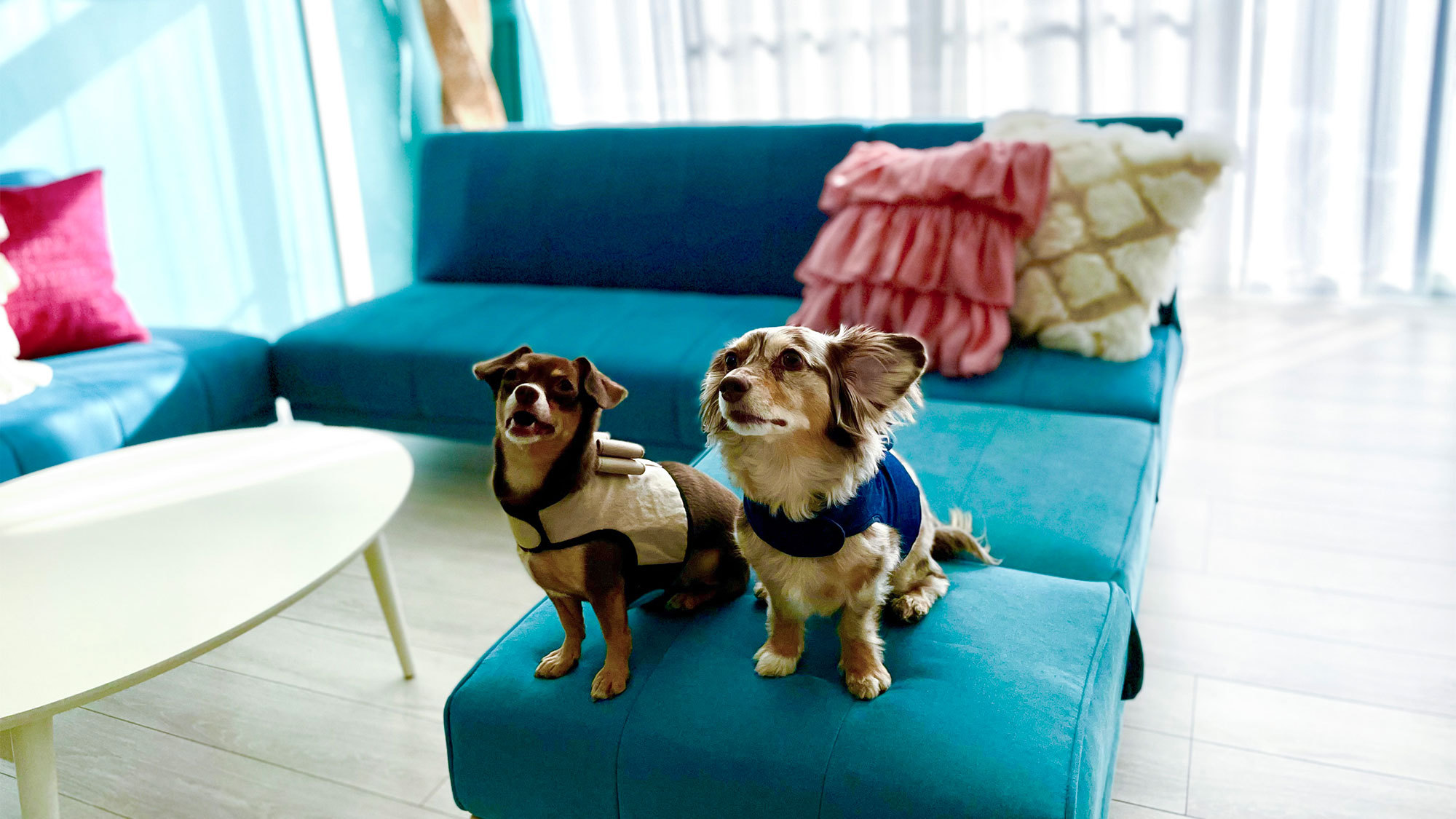 【またきてな関西旅】ペットプラン／愛犬と泊まれる一棟貸♪海まで徒歩1分！南紀・太地町のゆったりステイ