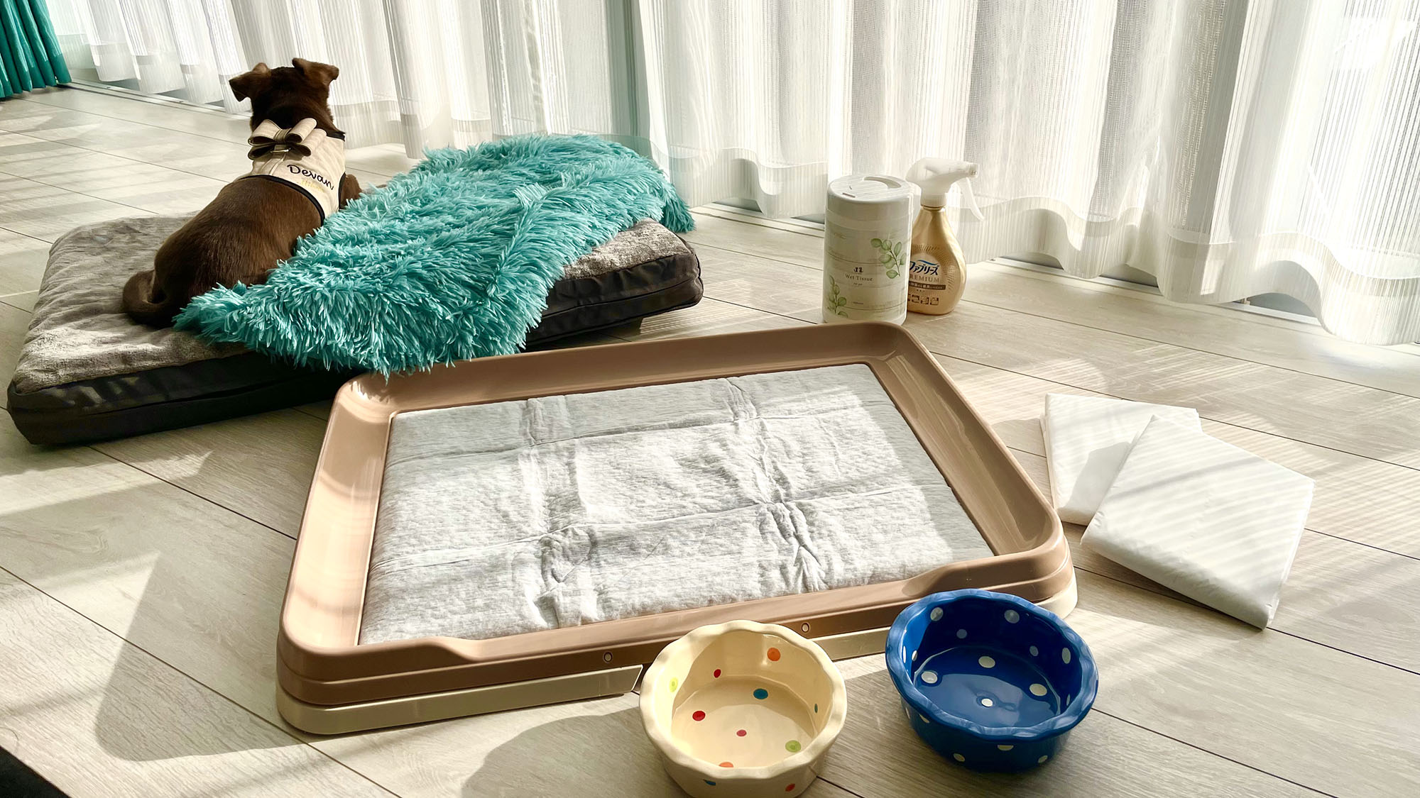 ・【ペットとお泊り】ペットシート、水入れ、食事容器などをご用意しています