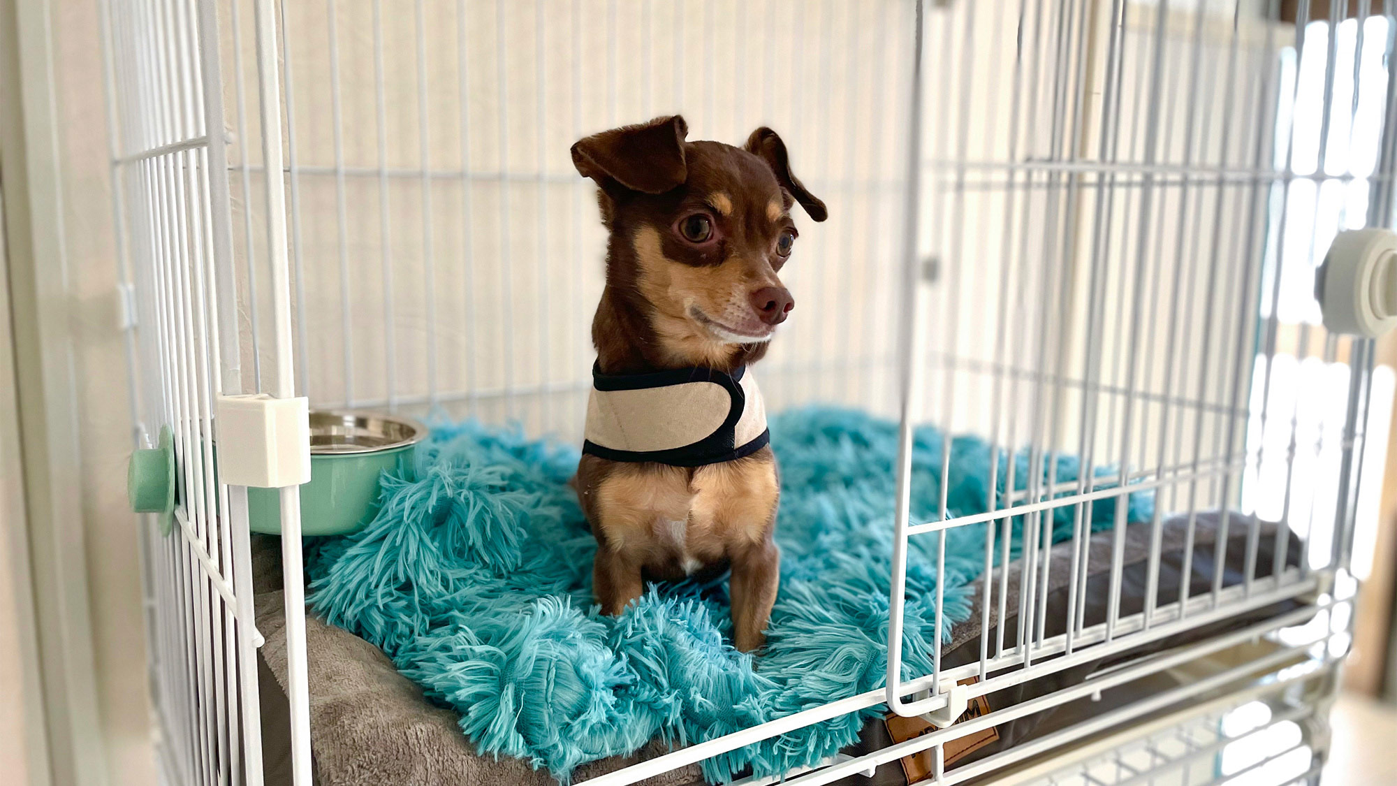 ・【ペットとお泊り】中型犬用ケージをご用意。愛犬との旅行をサポートいたします