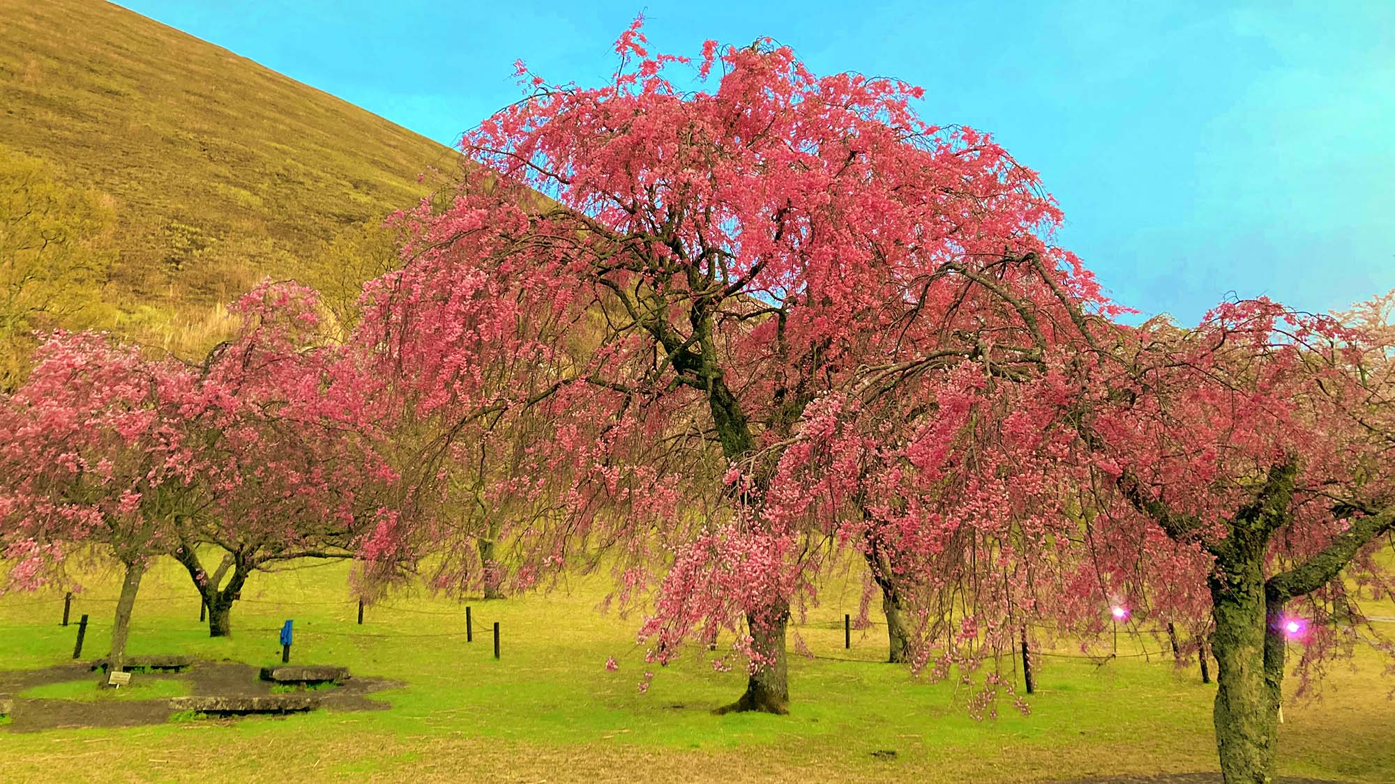 ・【周辺観光】伊東市を代表する大室山の麓にあり「桜の名所100選」に選ばれた桜の名所です