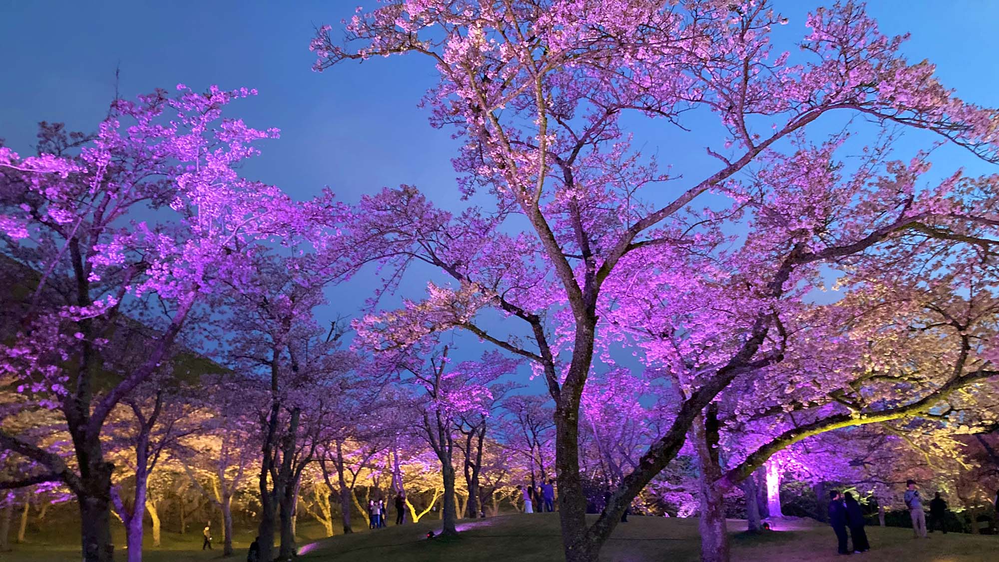 ・【周辺観光】「さくらの里」は、約40種1,000本の桜が植えられた公園はライトアップも開催