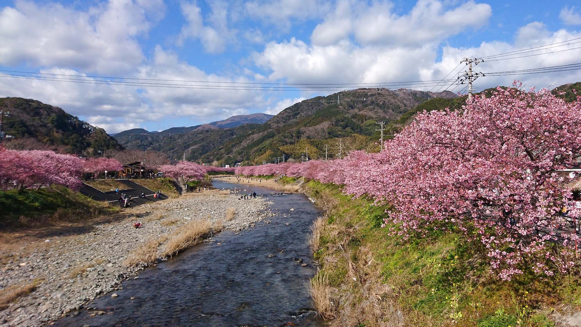 ・【周辺観光】春の訪れを告げる、早咲きの河津桜。川沿いに咲く桜は見応えがあり、人気のスポットです