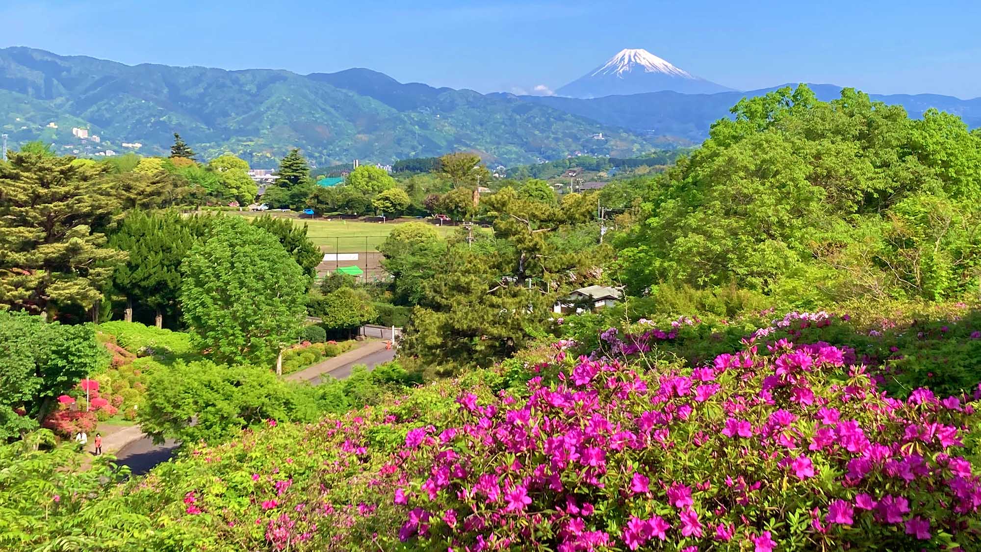 ・【周辺観光】一年を通して季節の花々が楽しめる小室山公園。つつじ園と富士山の絶景も眺められます
