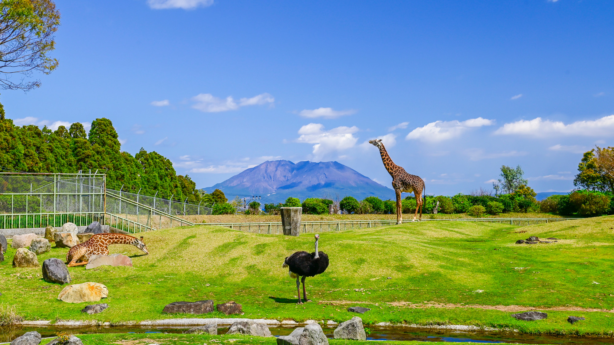 平川動物公園のアフリカの草原ゾーン
