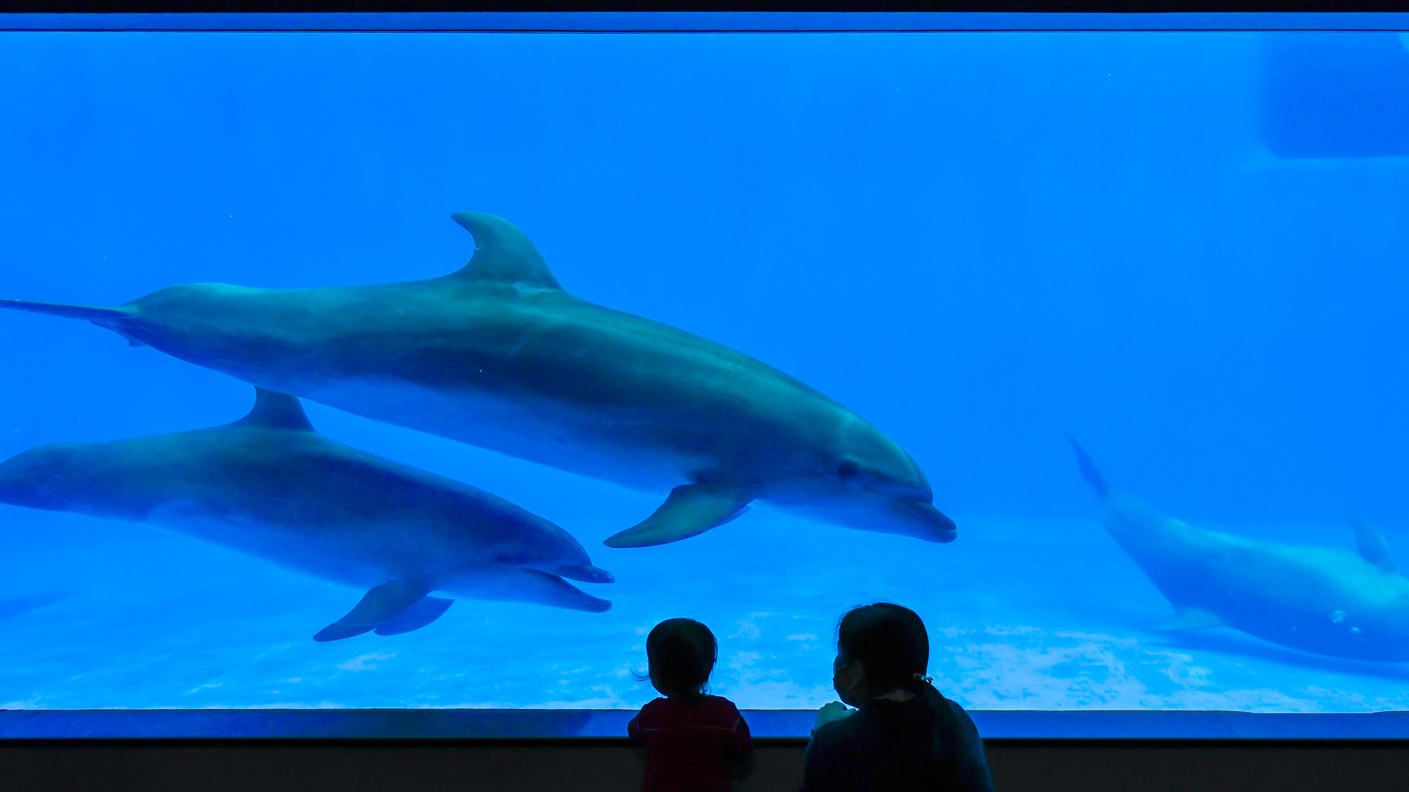 いおワールドかごしま水族館