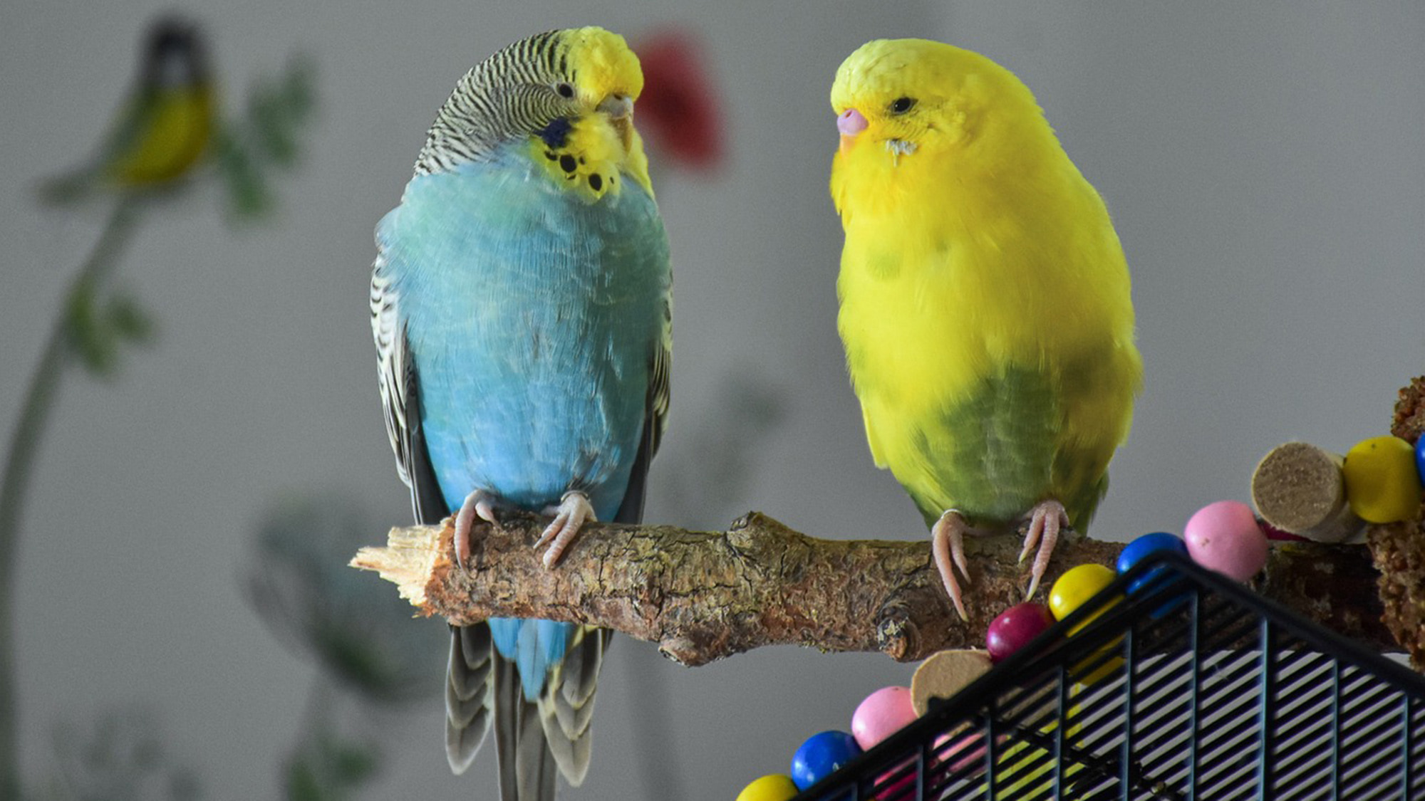 ペット※イメージ