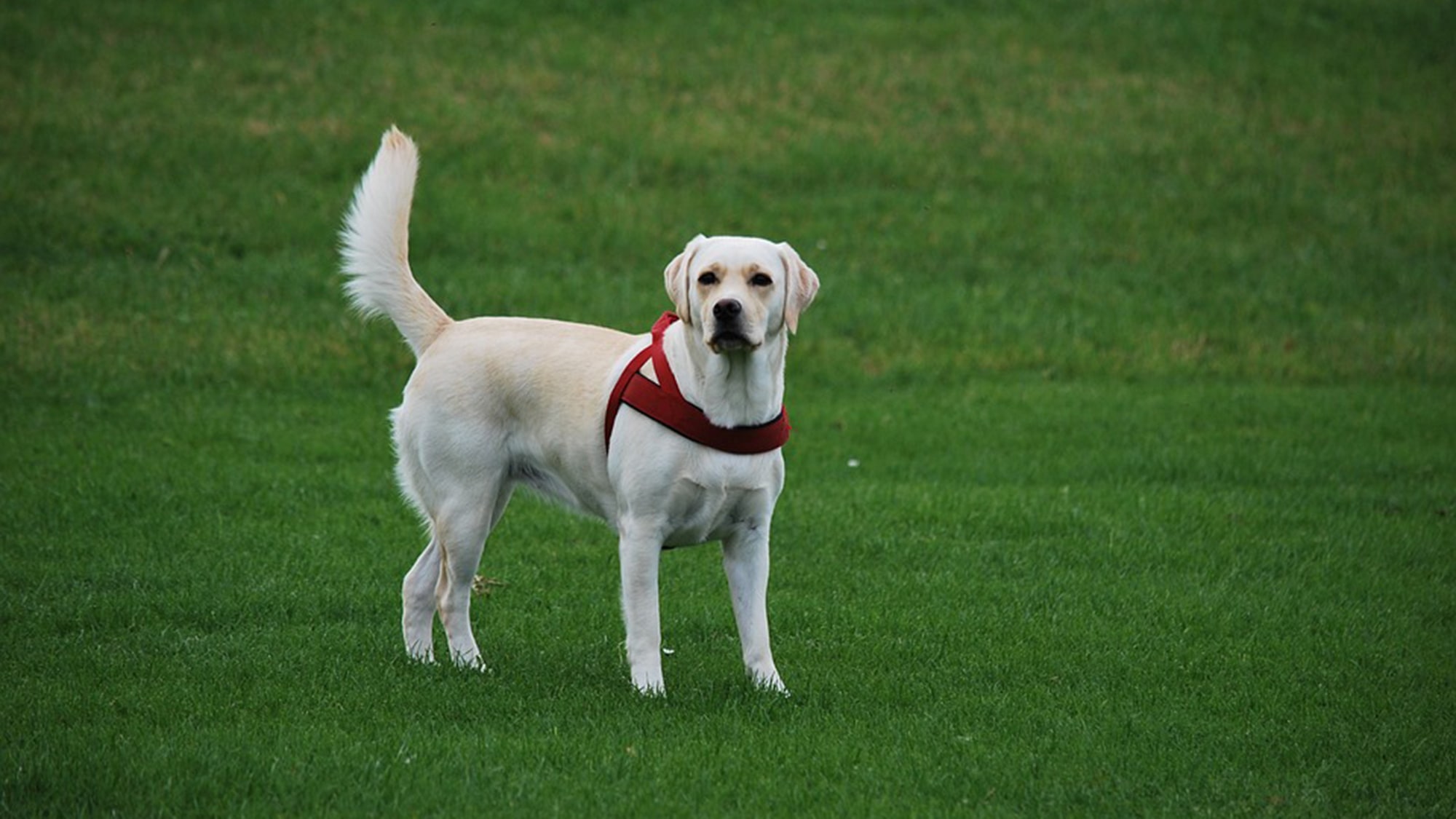 ペット※イメージ