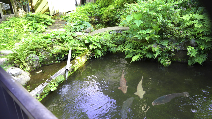 【2食付】＜鯉料理なし＞鯉を日本海の旬魚に変更！お部屋食とラジウム温泉の貸切風呂で寛ぐ昔ながらの湯宿