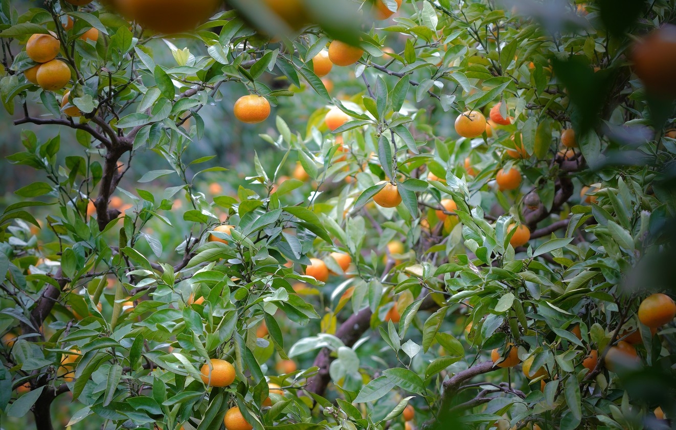 【10％OFF＋湯河原旬彩体験】〈素泊まり〉冬旅！源泉かけ流しの湯に癒される自由なひととき