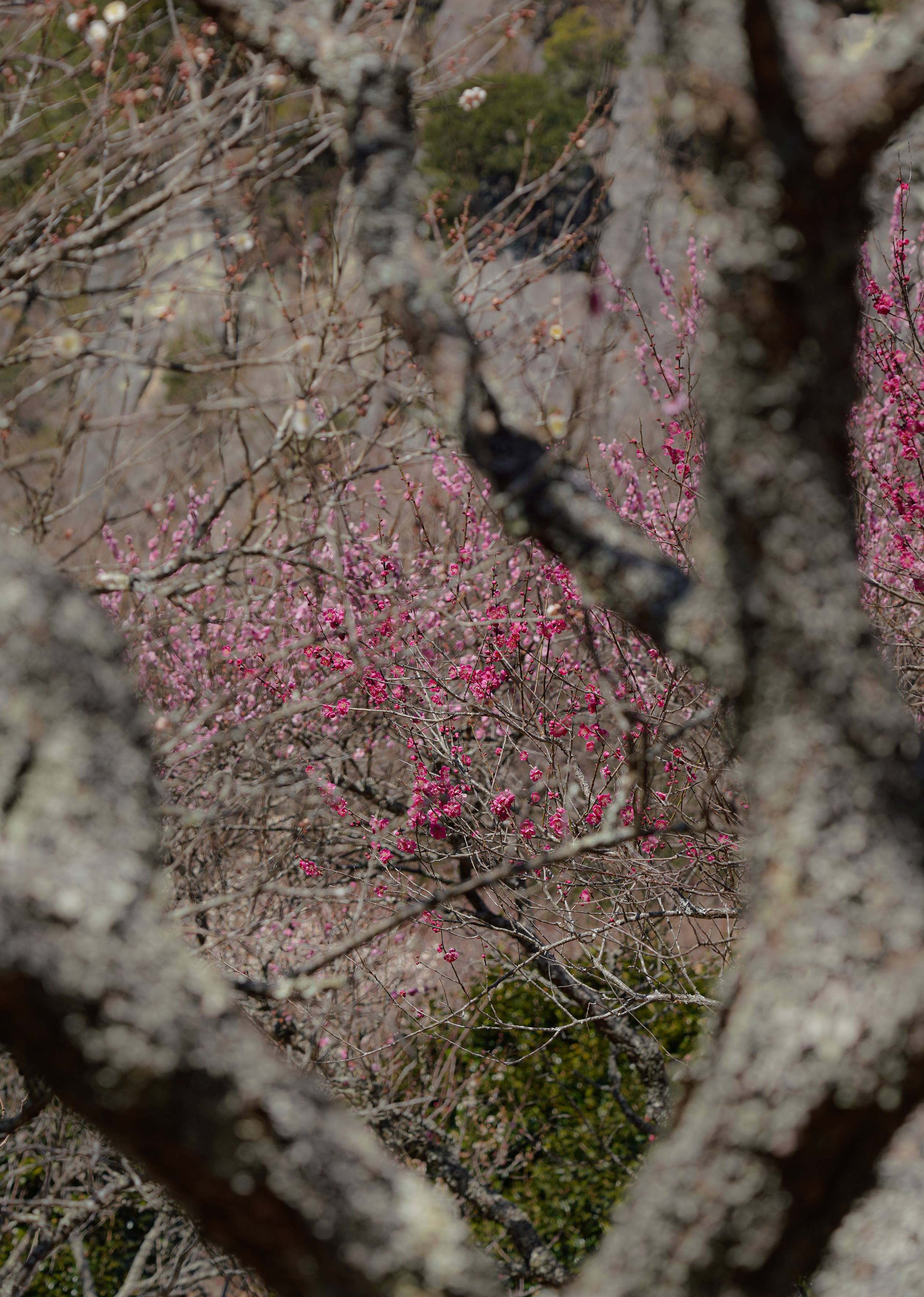 春の訪れを告げる"湯河原梅林、梅の宴