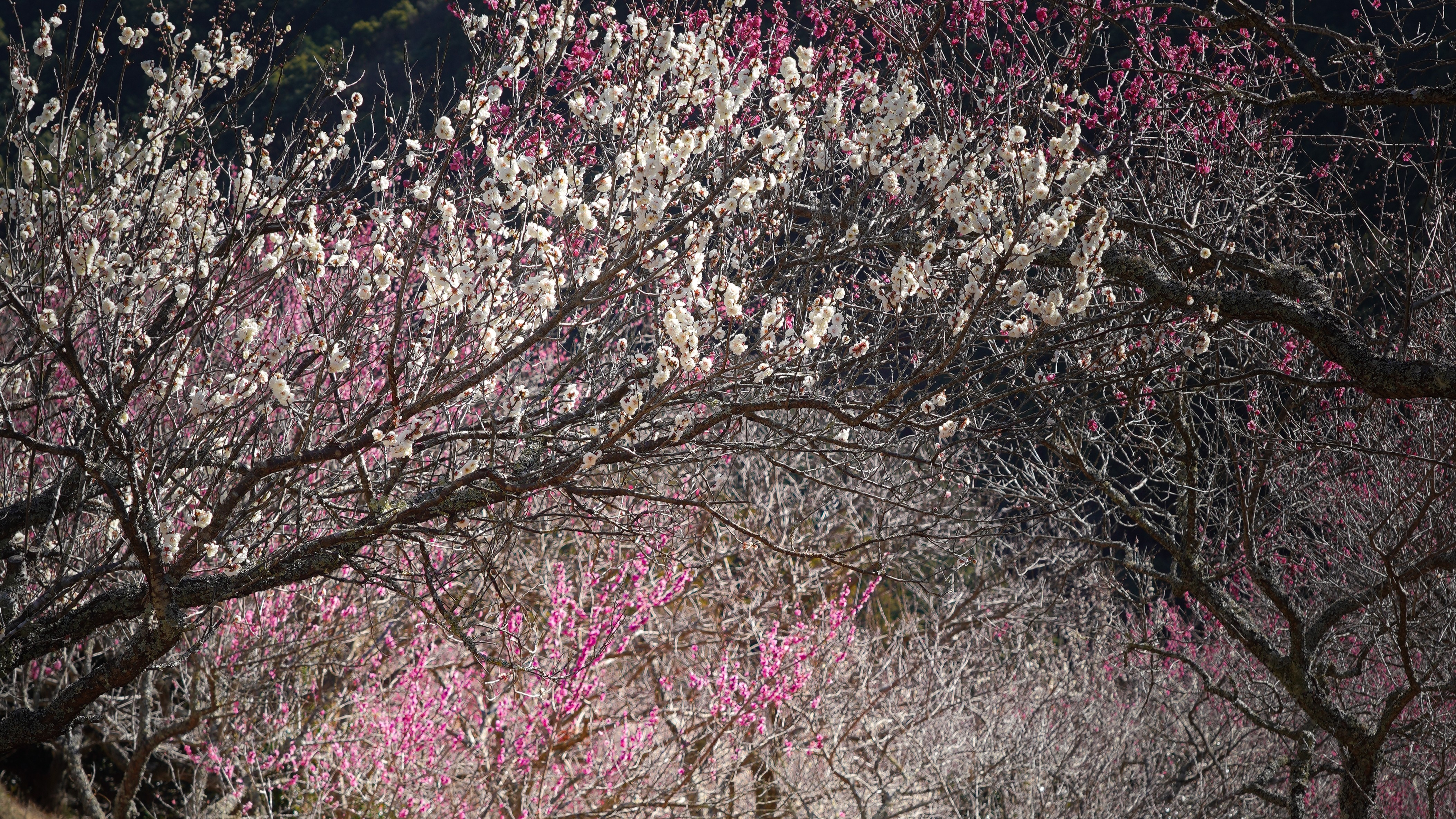 〔湯河原旬彩体験〕梅の宴