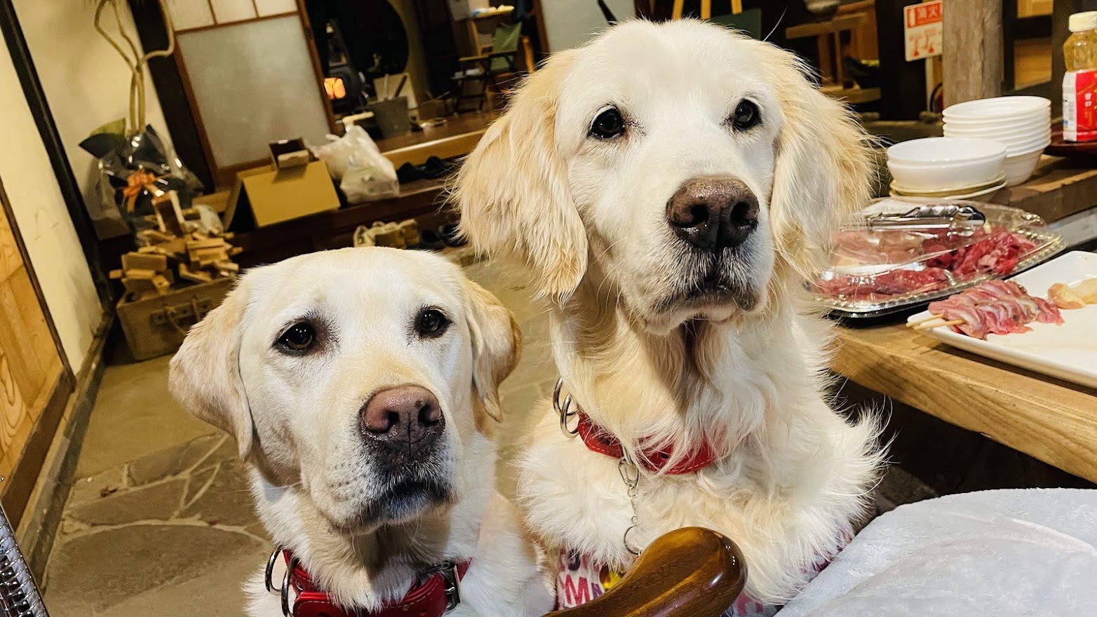 ワンちゃんも泊まれます。