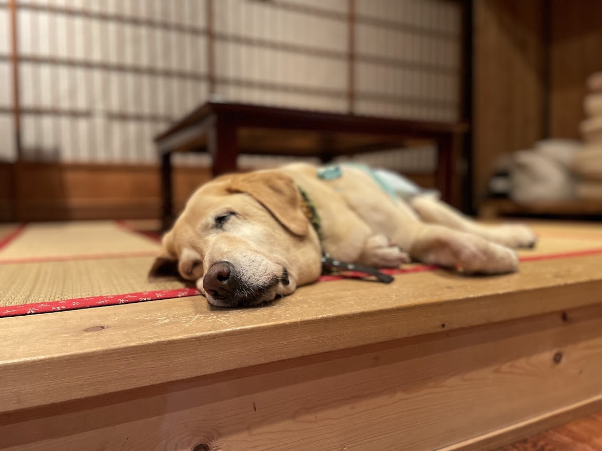 ワンちゃんものんびり