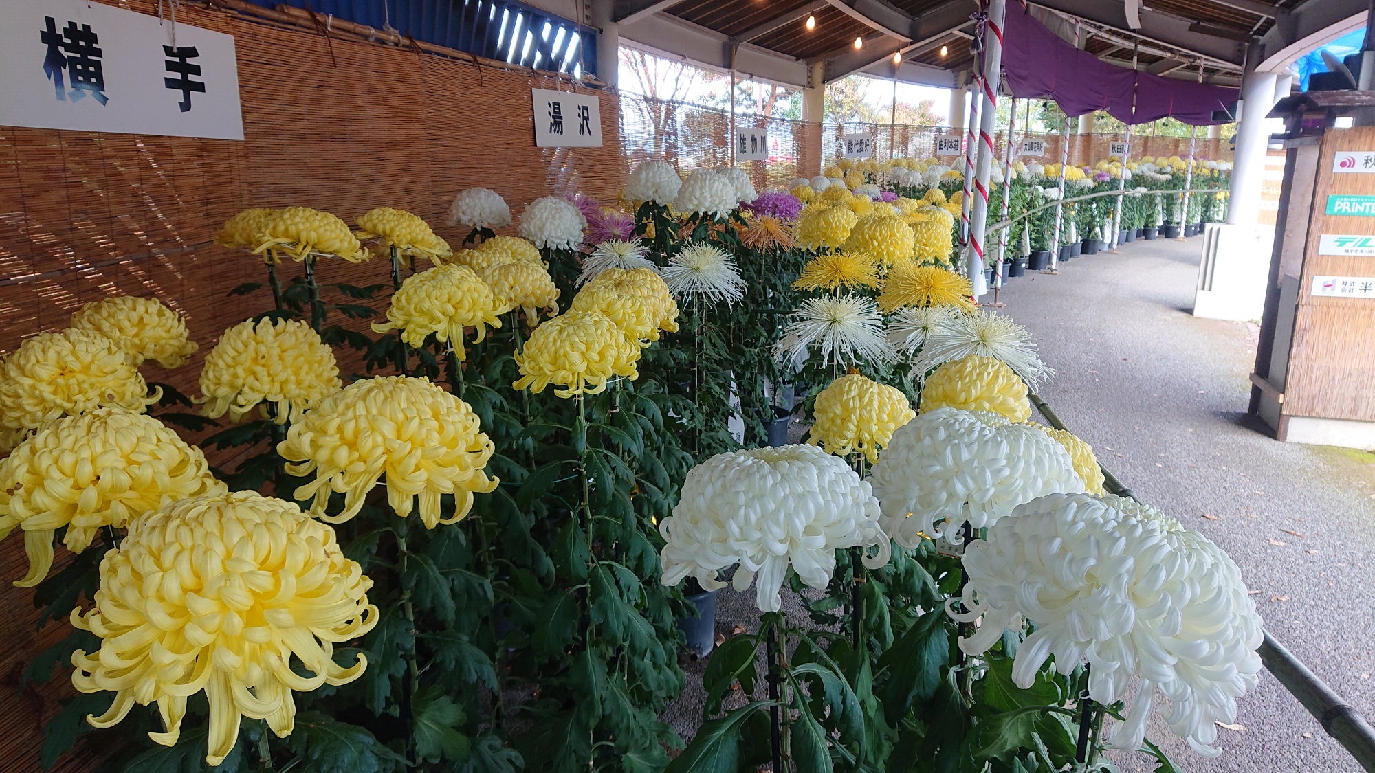 【横手市】【よこて菊まつり】ホテルから車で5分