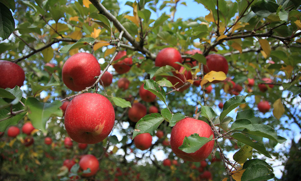 【横手市】【増田のりんご】アップルロード　ホテルから車で約15分