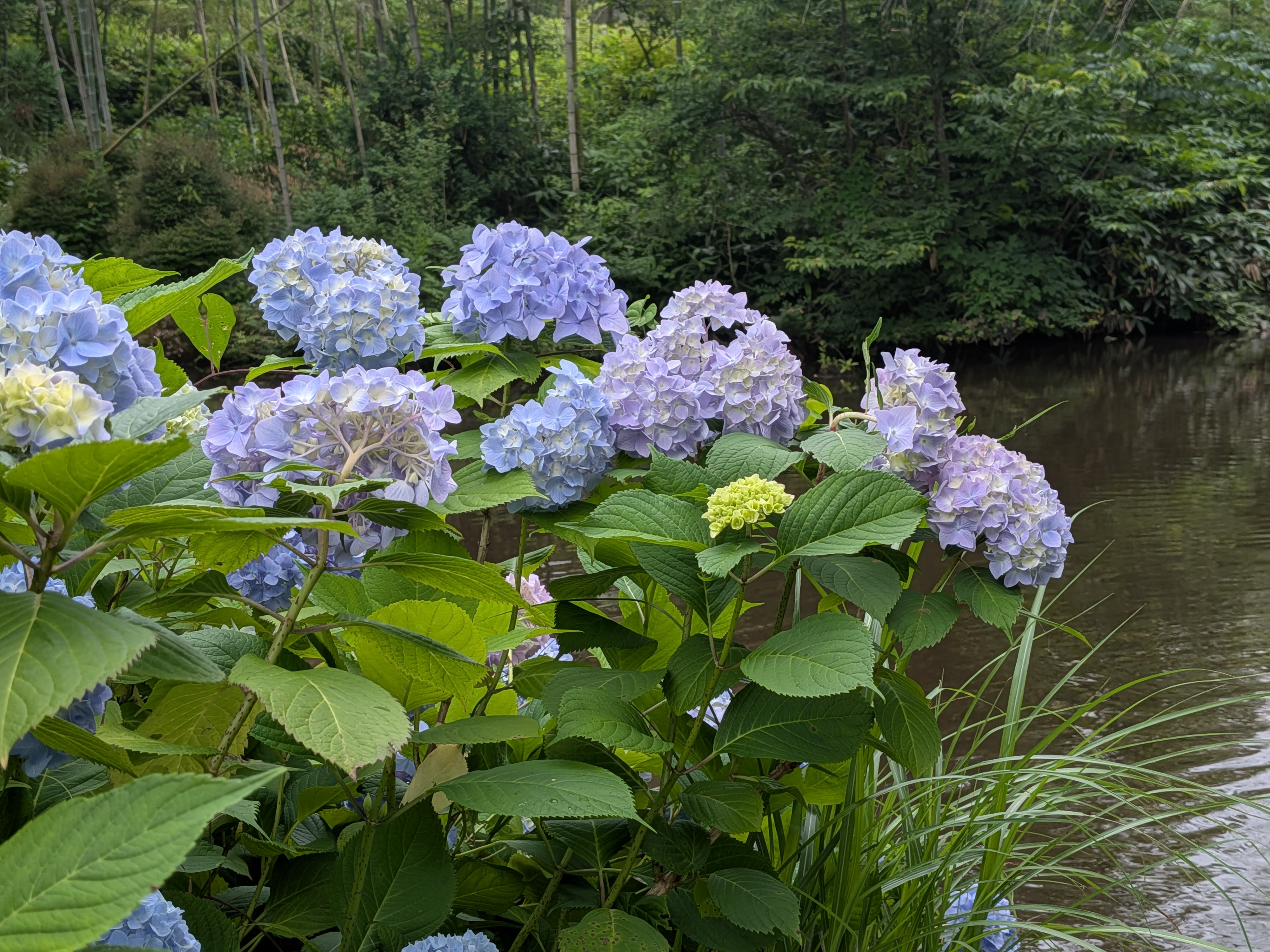 2025年7月紫陽花