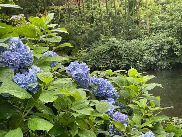 庭園に咲く紫陽花