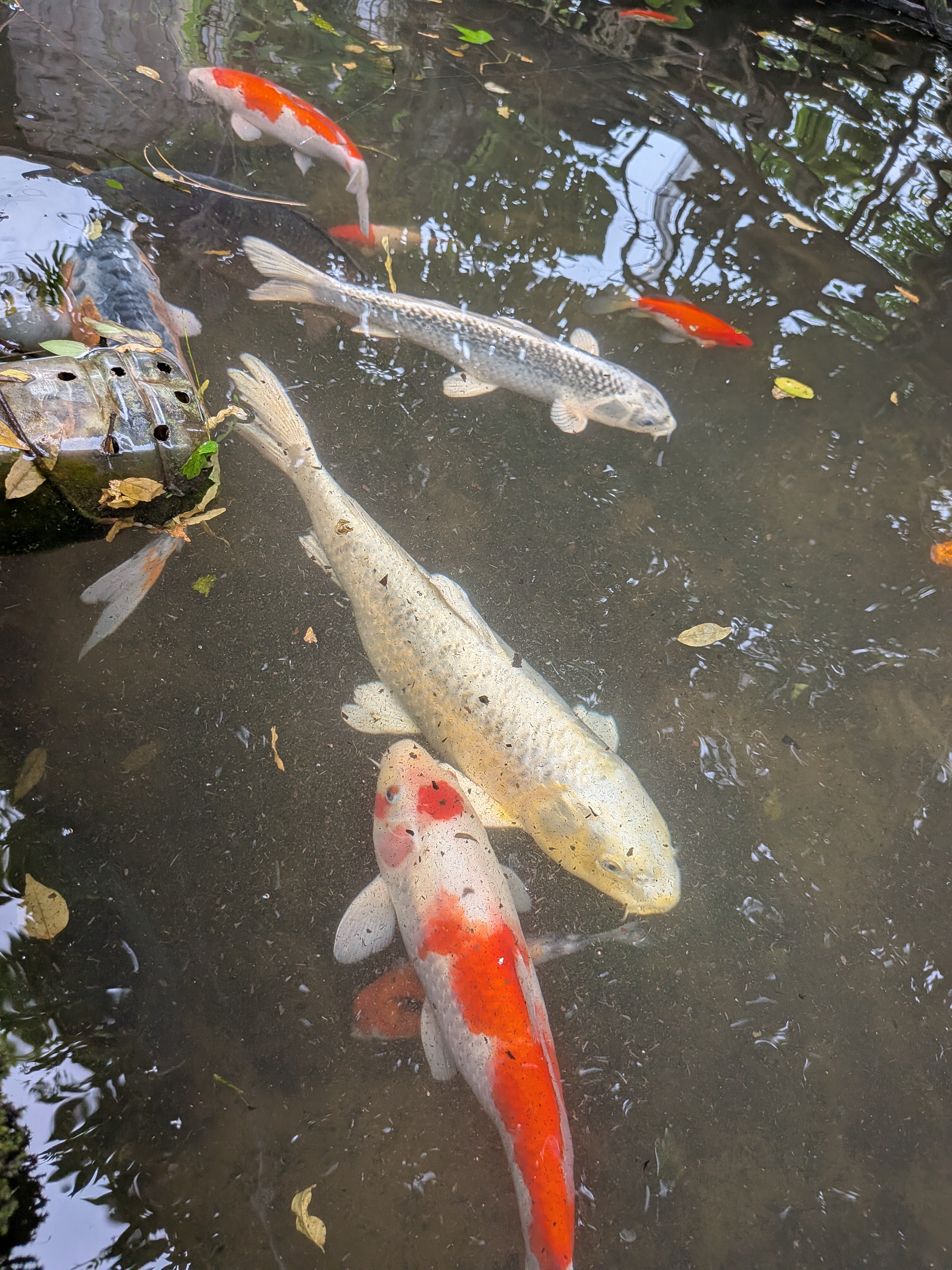 中庭の池で飼っている色鯉達