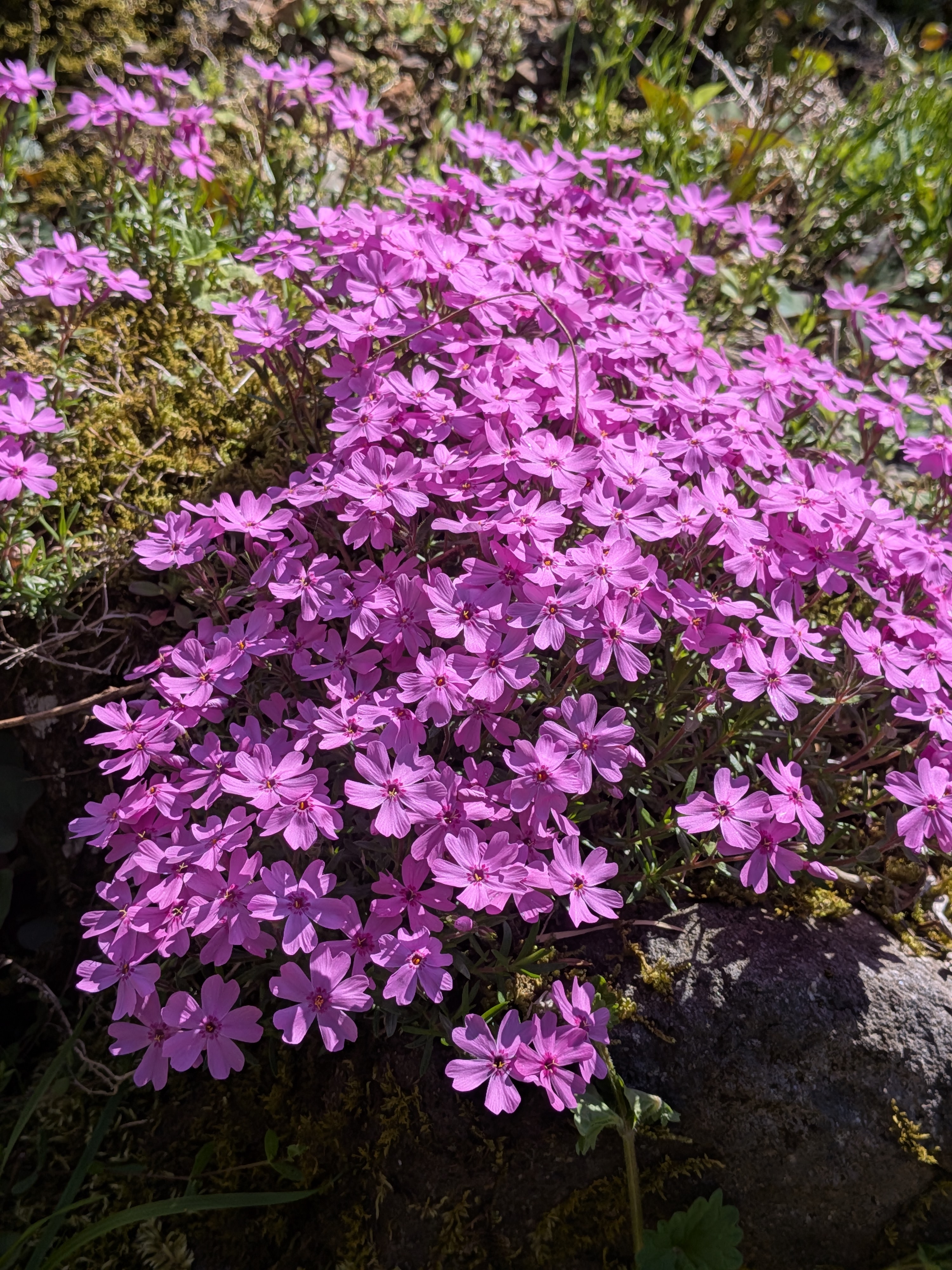 芝桜