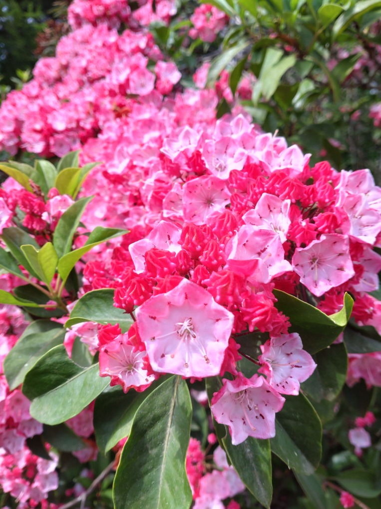 貝の沢の花（アメリカンシャクナゲ）