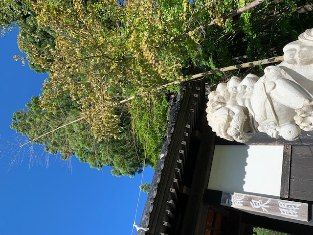 新緑の青空